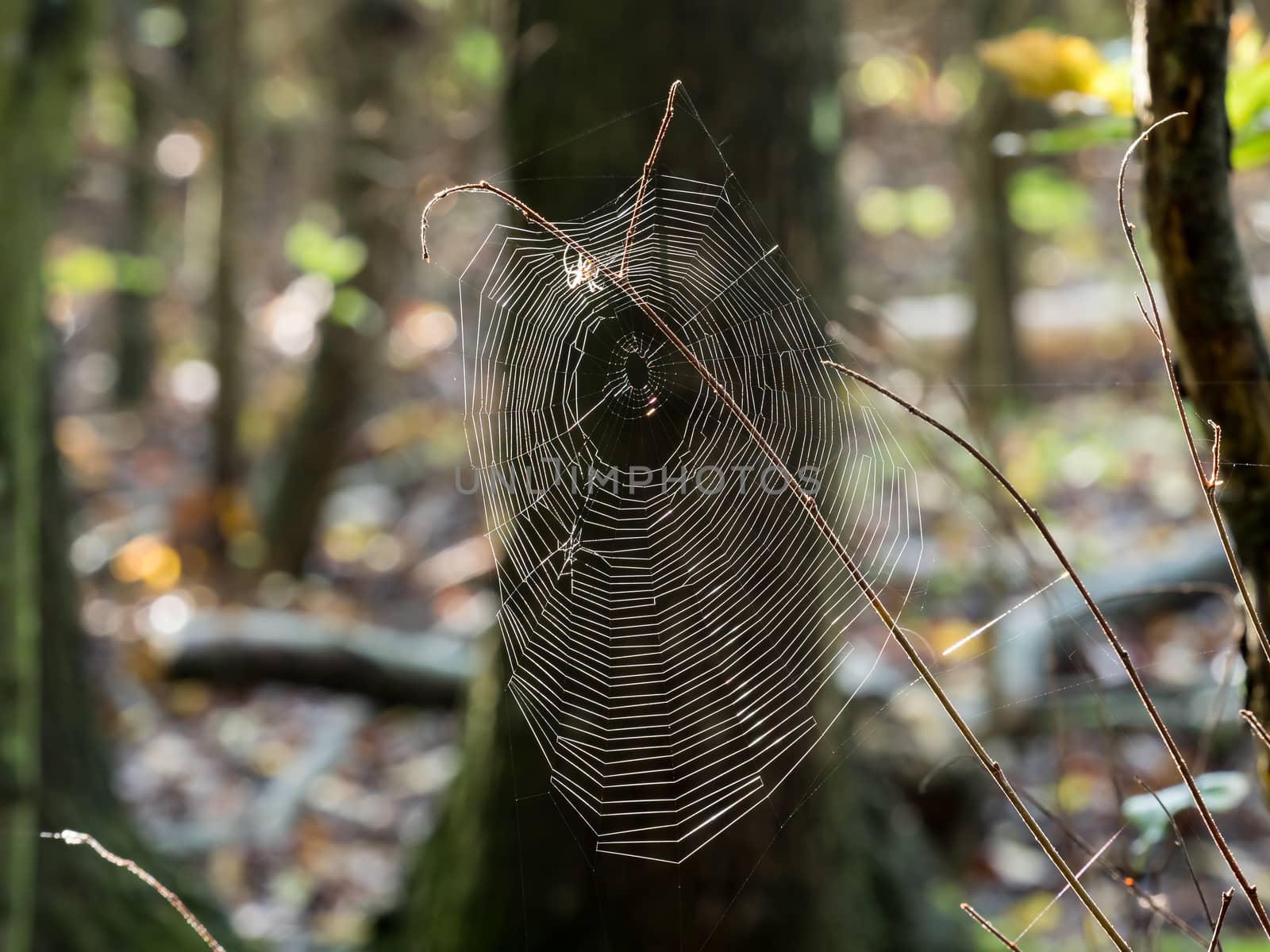 Spider Web Backlit by SueRob