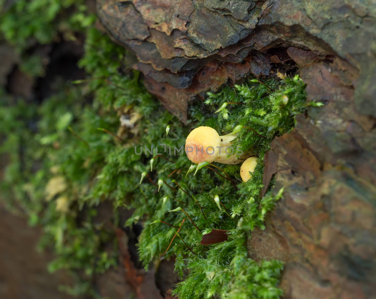 Yellow Fungus with Moss on dead tree trunk in woodland.