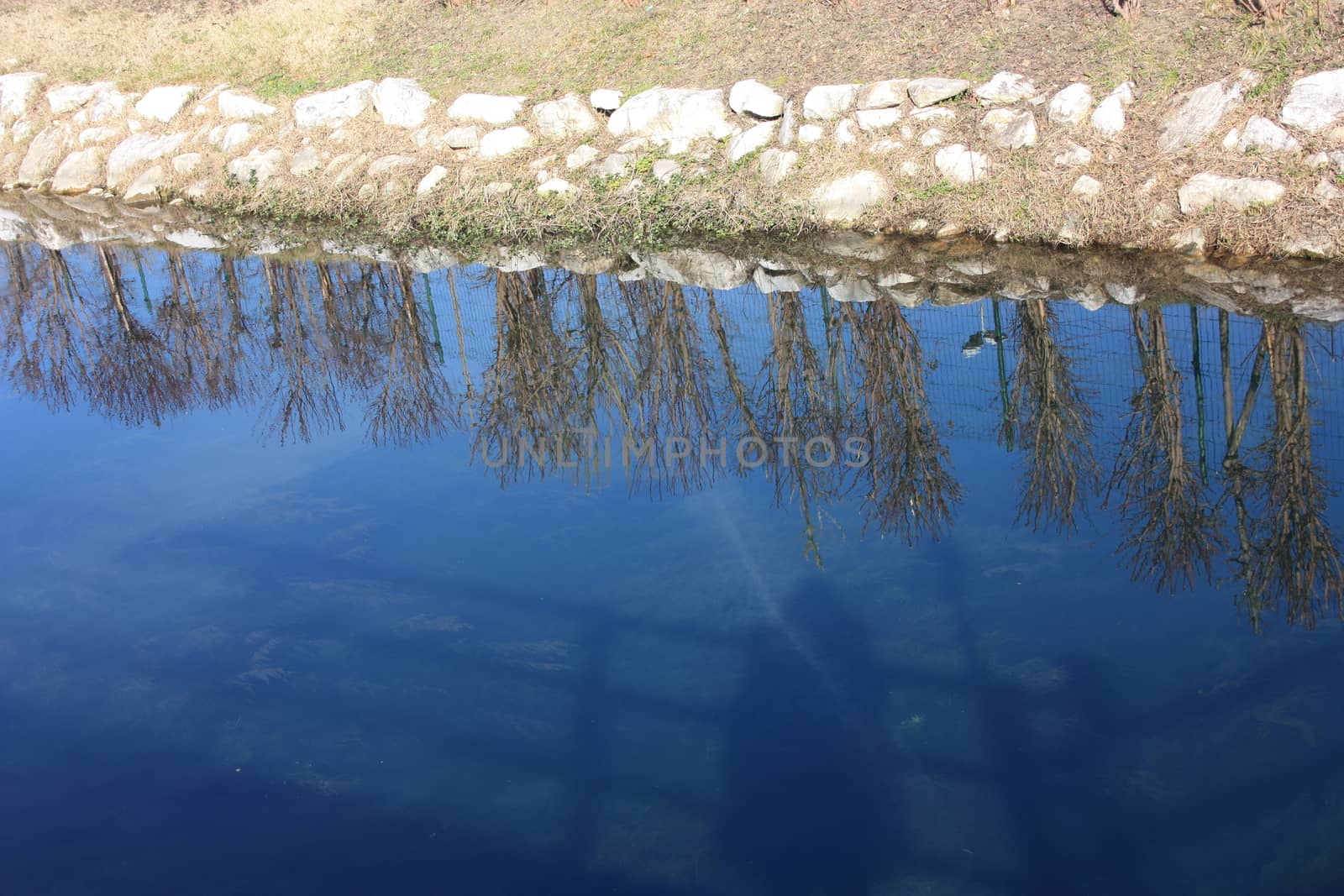 blue water of a pond or small river on the surface of which the reflection of the plants growing on the side is reflected into the wild
