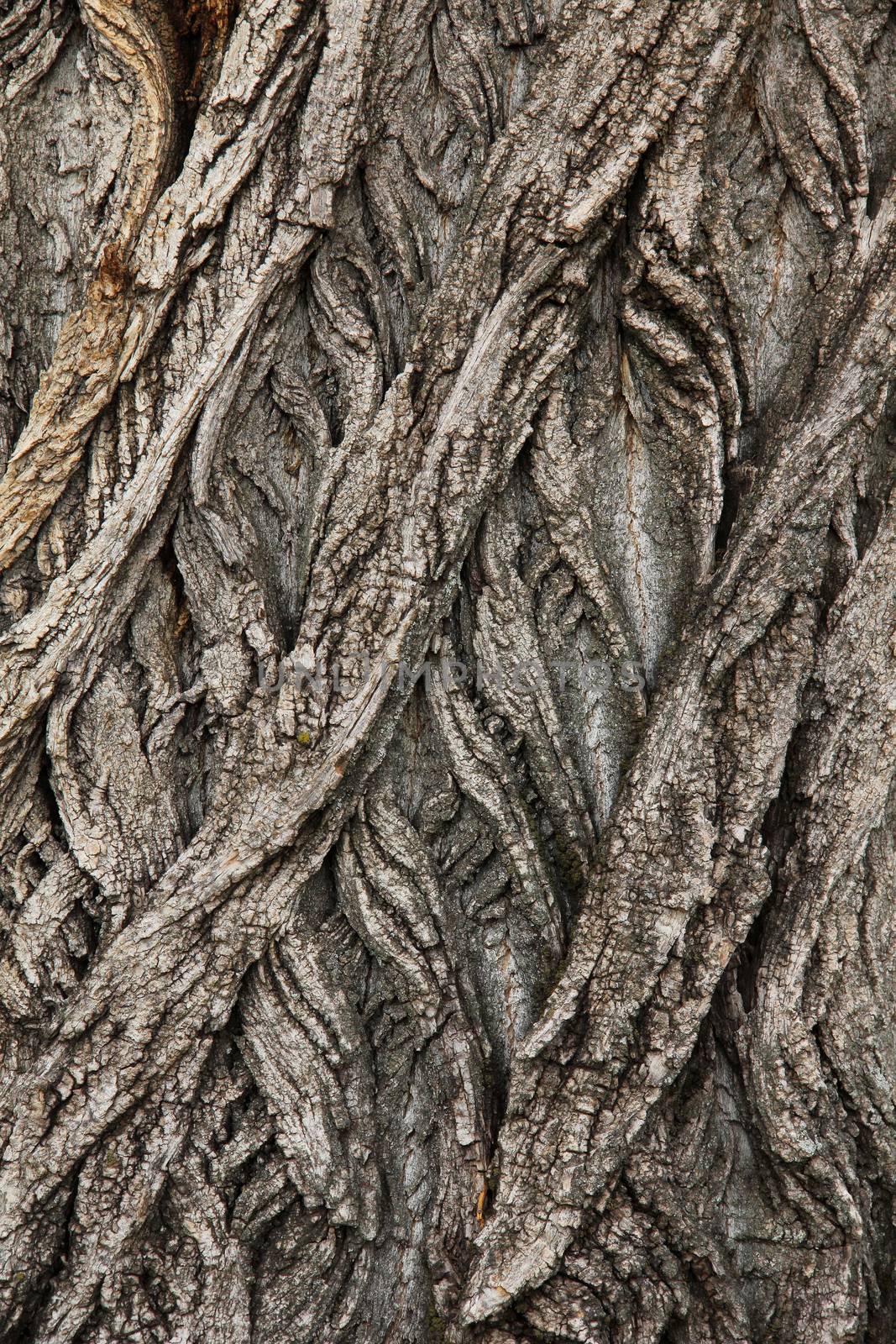 Natural bark background or texture.  Abstract pattern.