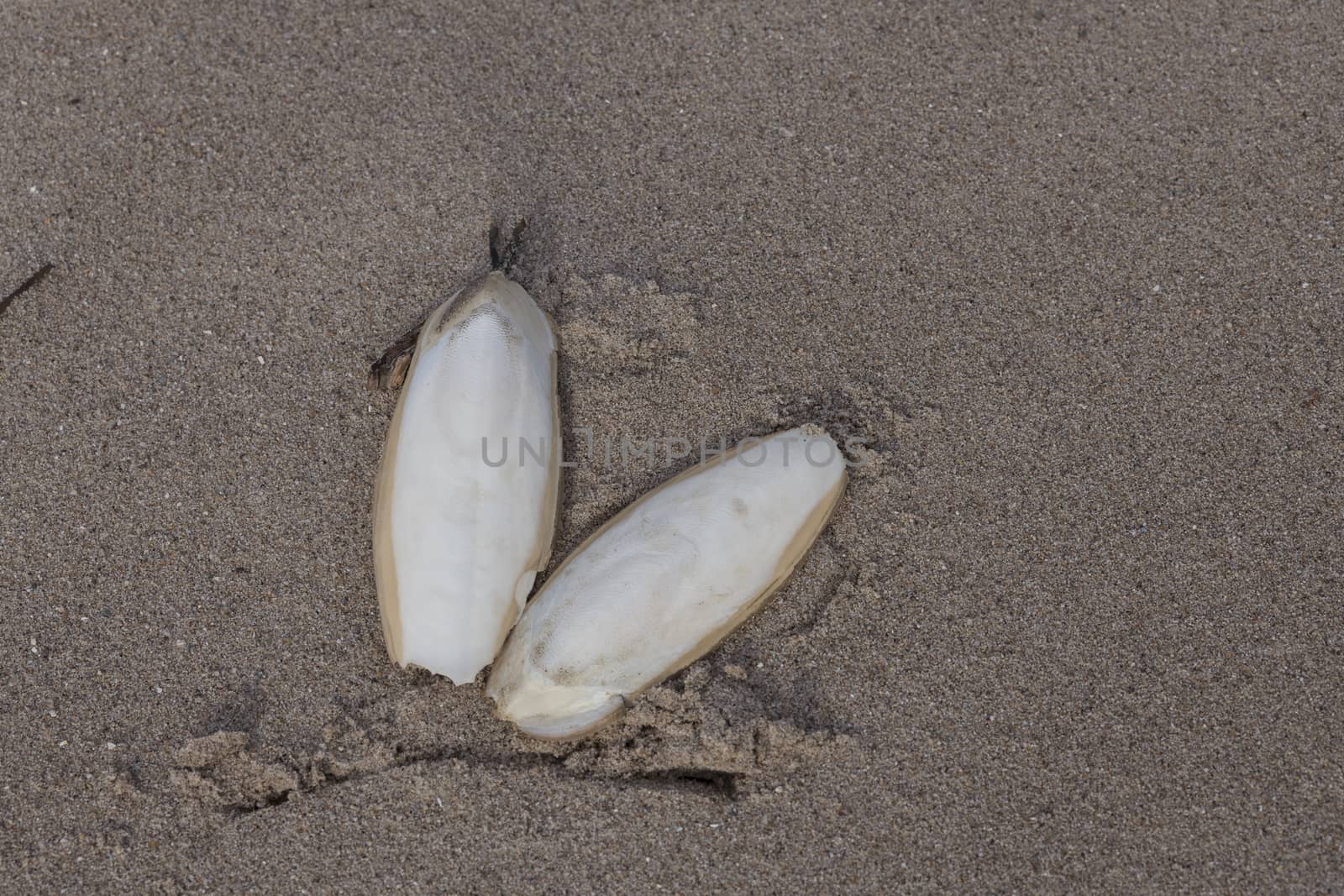 Found, natural Cuttlefish bone aka cuttlebone, the internal shell of cephalopod. On sand. Fed to pet birds.