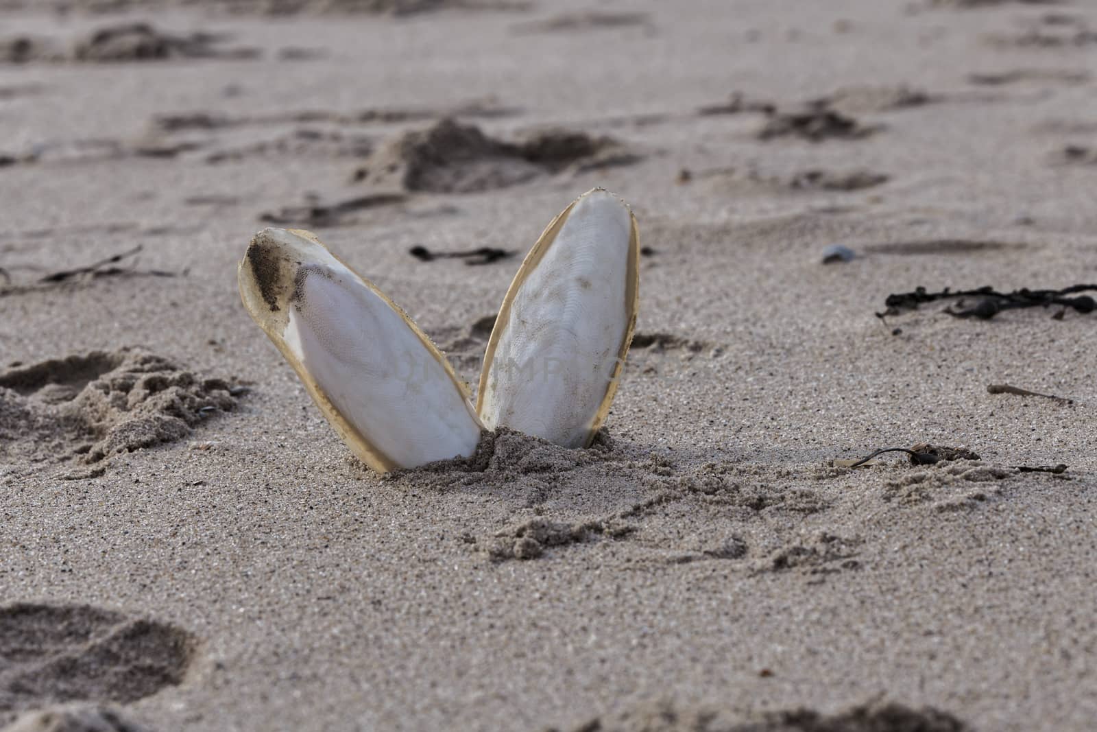 Found, natural Cuttlefish bone aka cuttlebone, the internal shell of cephalopod. On sand. Fed to pet birds.