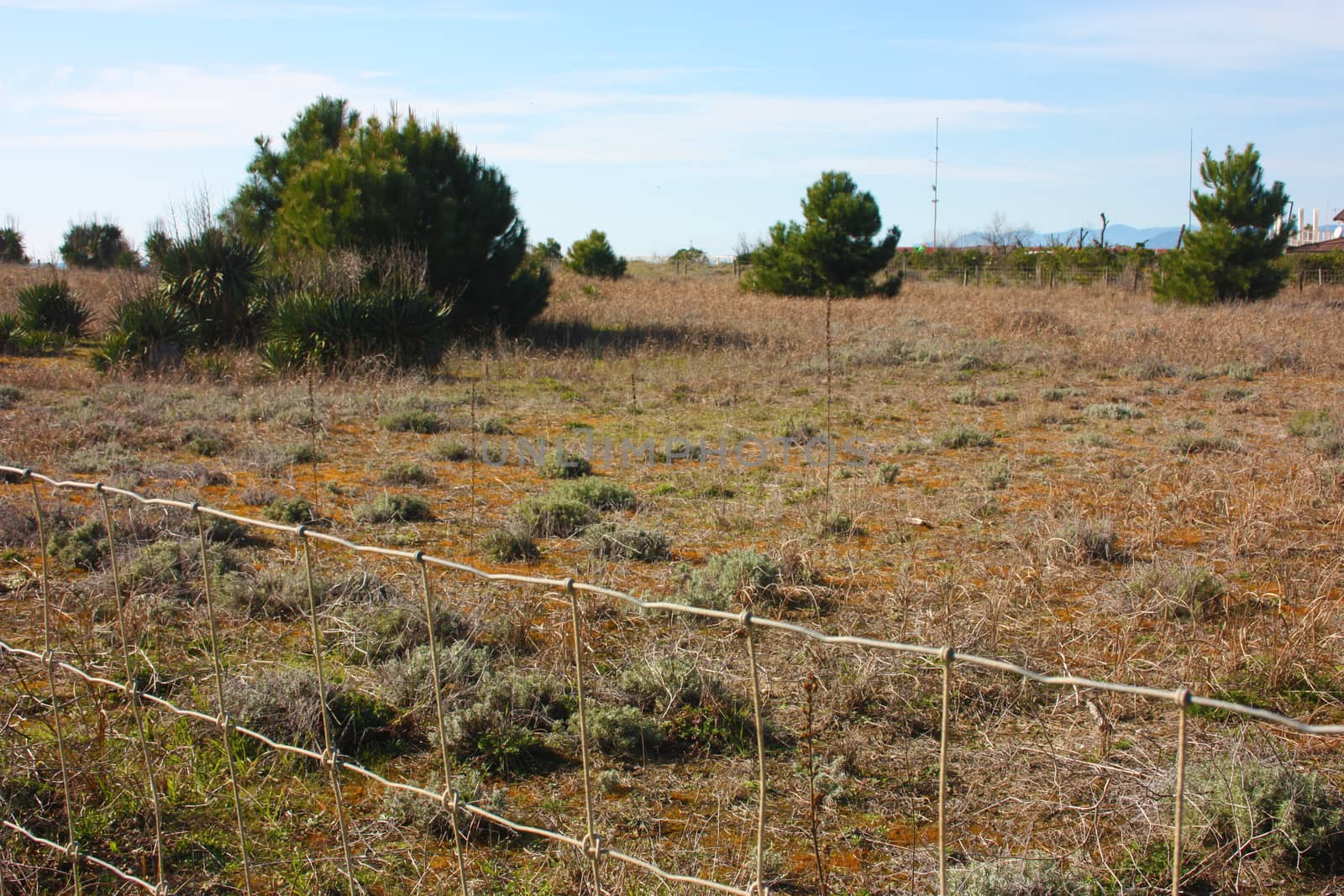 wild dunes covered with low and stringy arid vegetation beyond the network of the fenced park to protect the pristine nature of trees and plants in regional parks by alessiapenny90