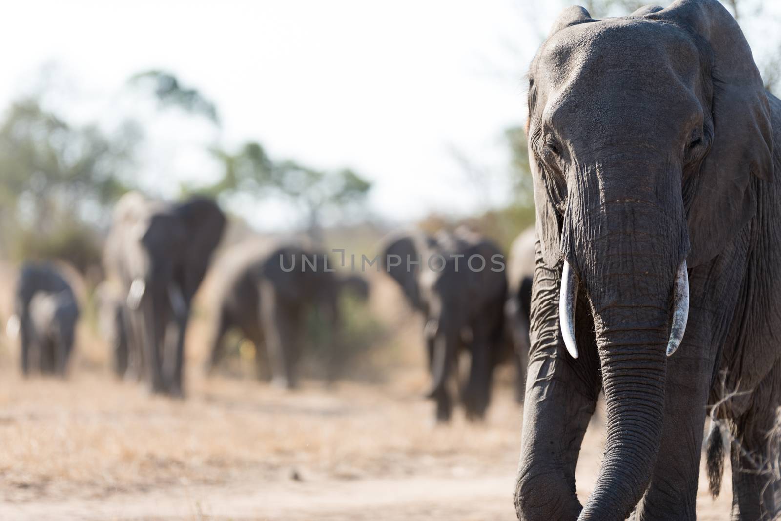 Herd of elephants in the wilderness of Africa