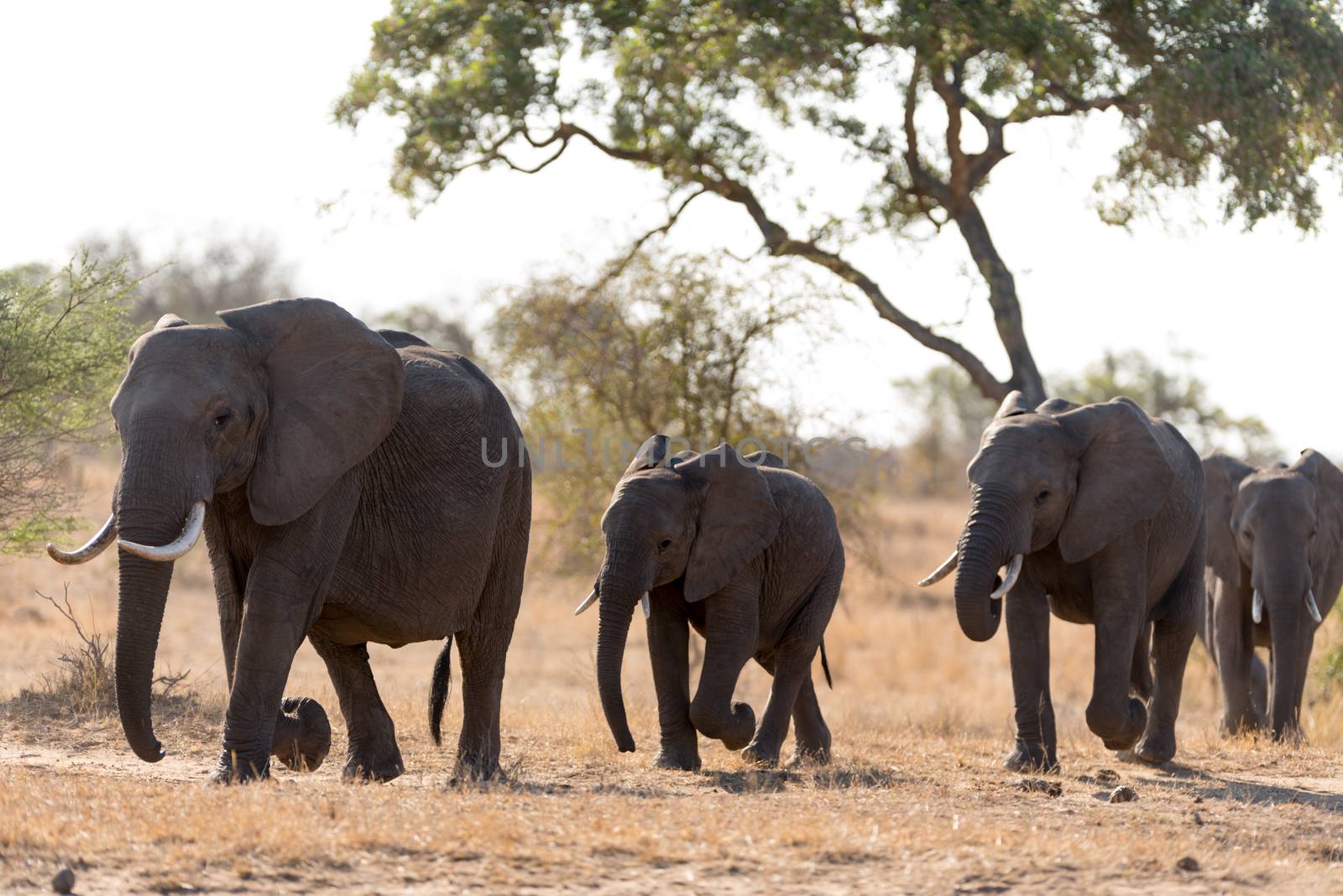 Herd of elephants in the wilderness of Africa