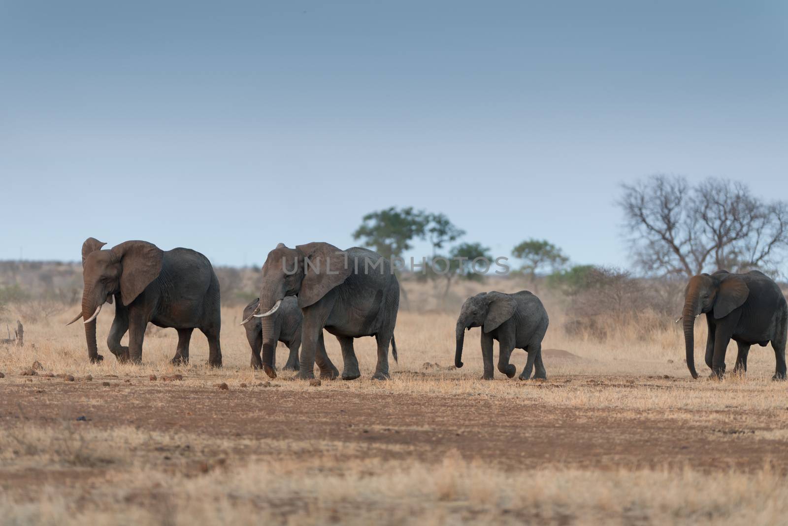 Herd of elephants in the wilderness of Africa