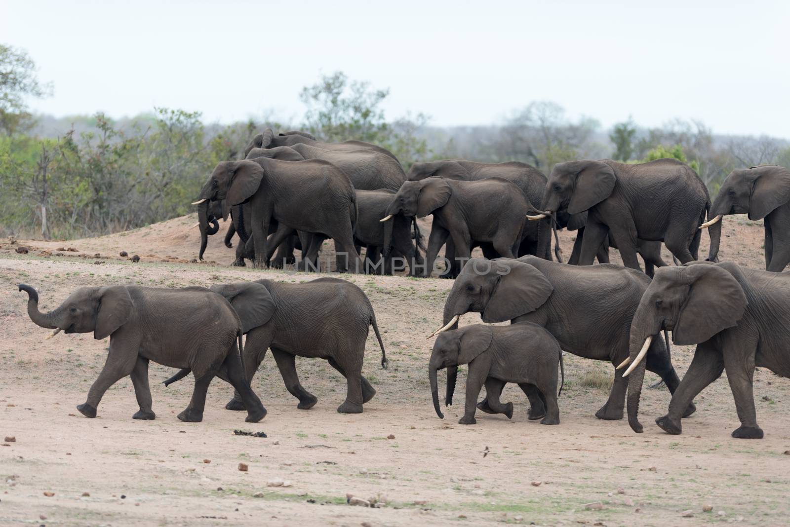 Herd of elephants in the wilderness of Africa