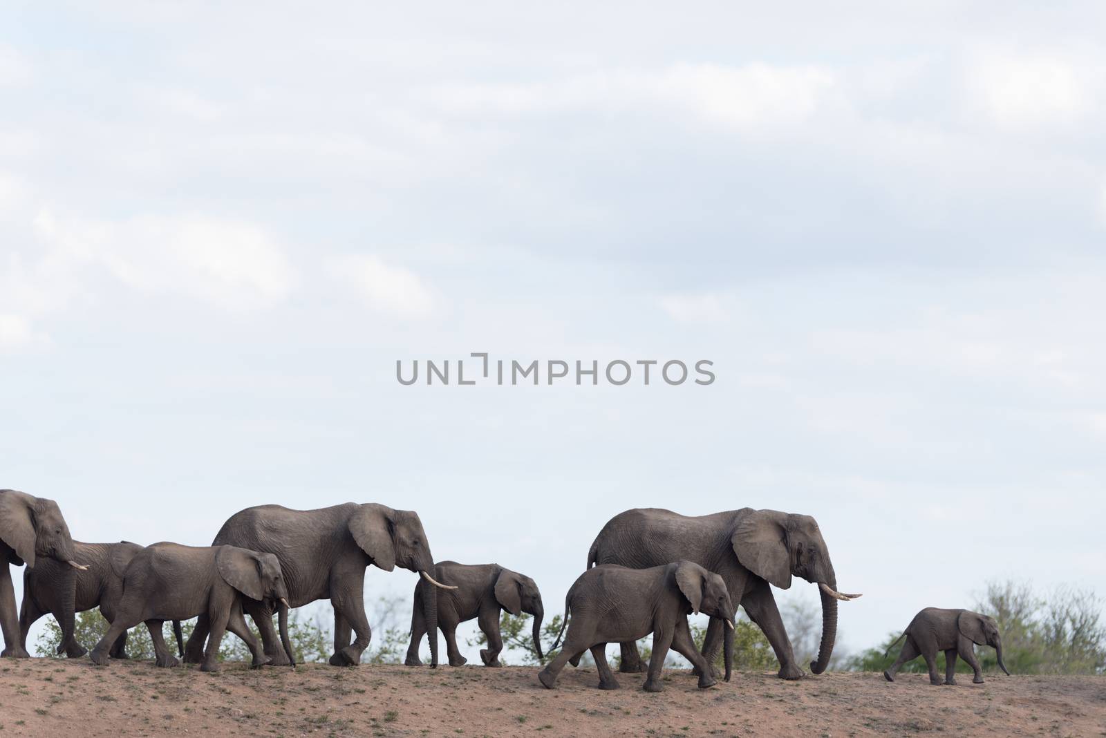 Herd of elephants in the wilderness of Africa