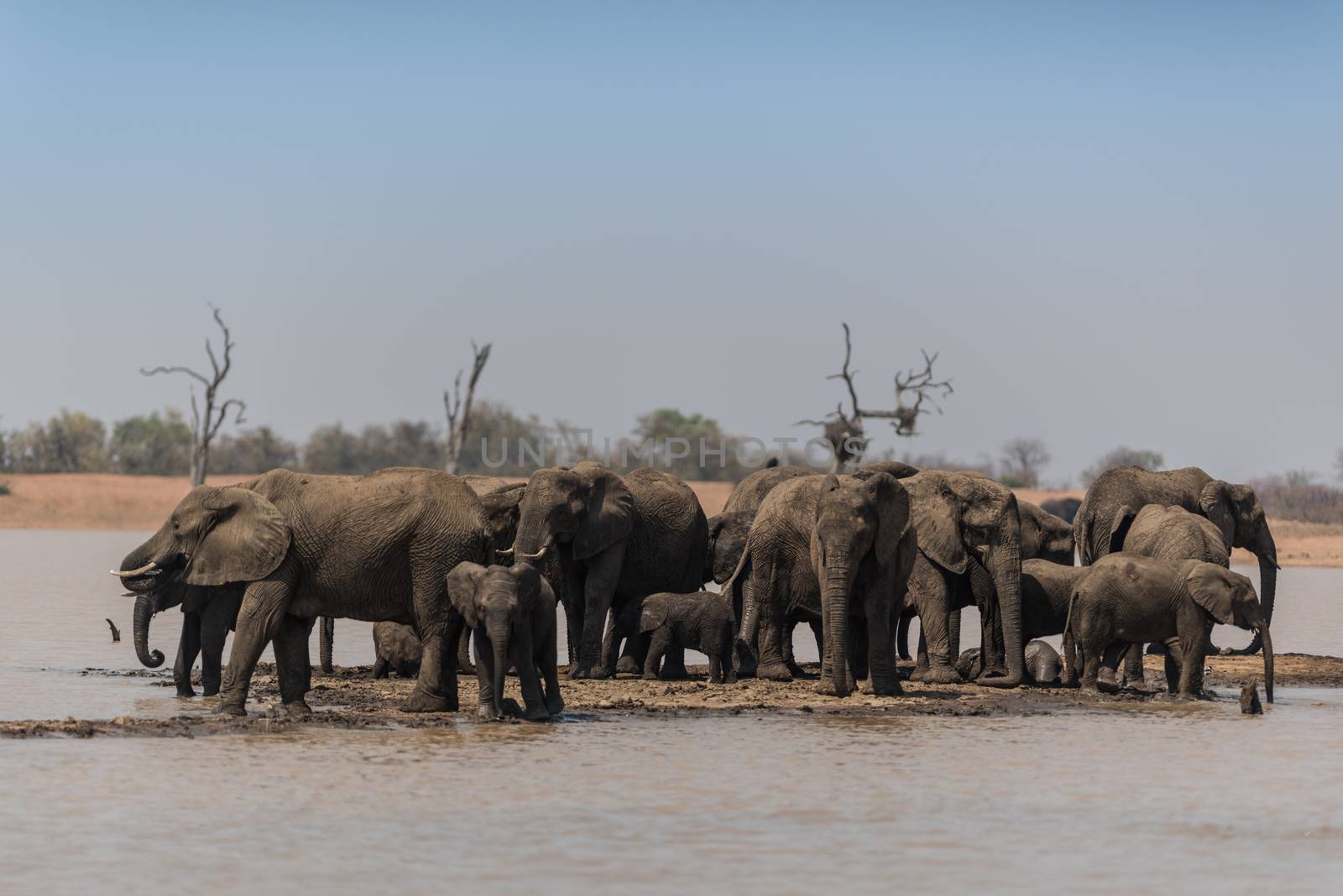 Herd of elephants in the wilderness of Africa