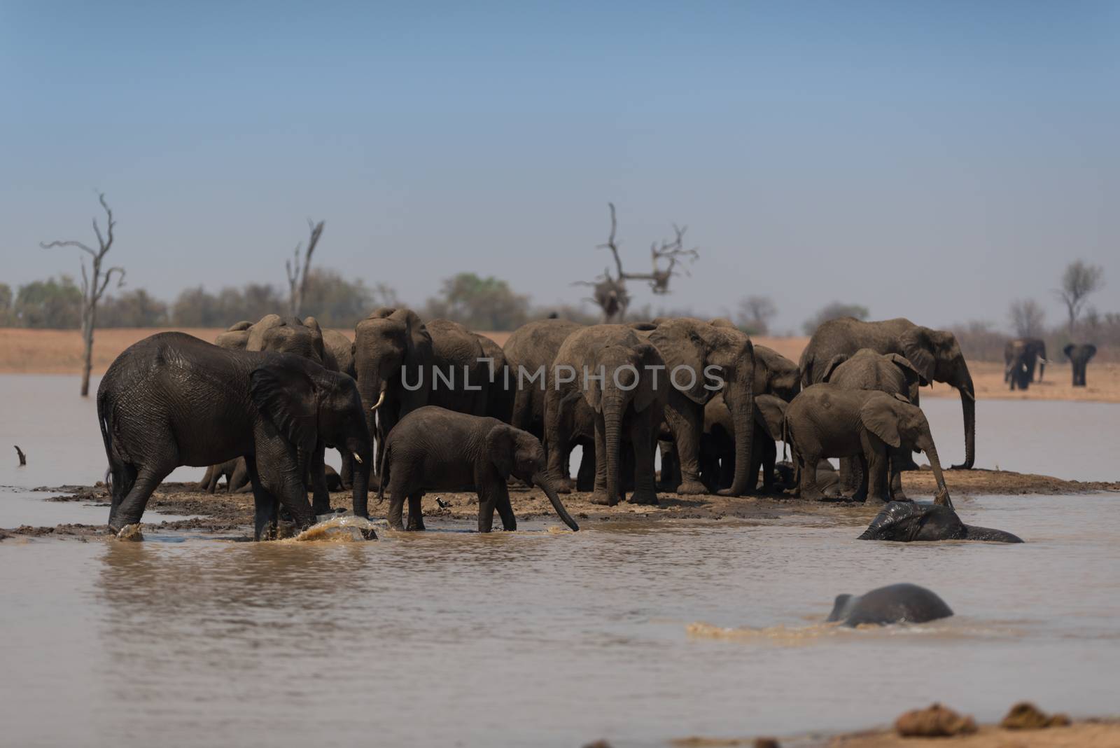 Herd of elephants in the wilderness of Africa