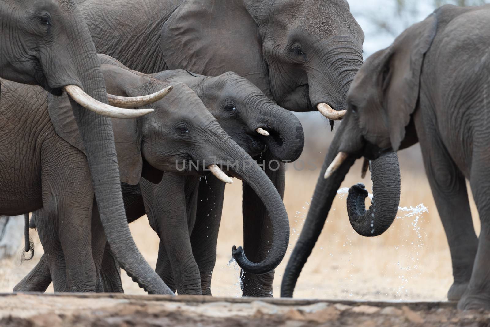 Herd of elephants in the wilderness of Africa