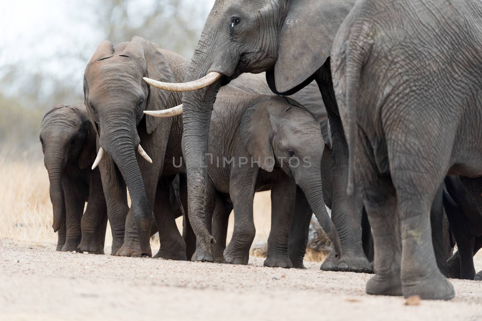 Herd of elephants in the wilderness of Africa