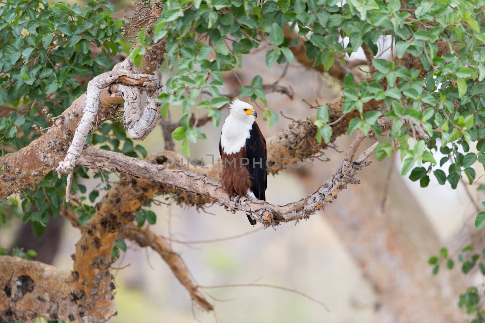 African fish eagle in the wilderness