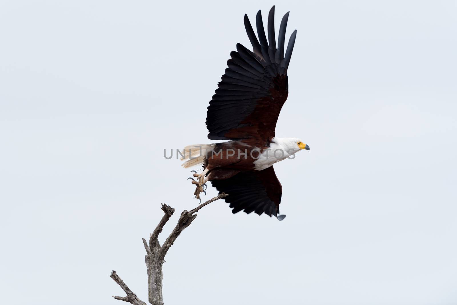 African fish eagle in the wilderness