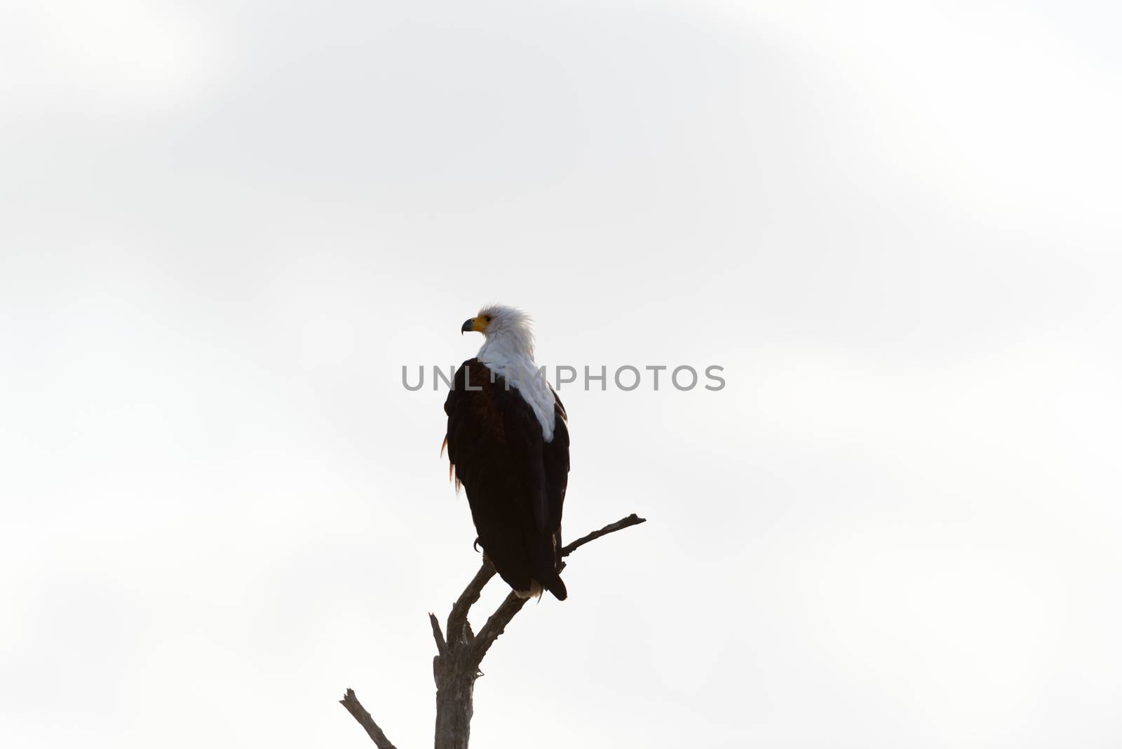 African fish eagle in the wilderness