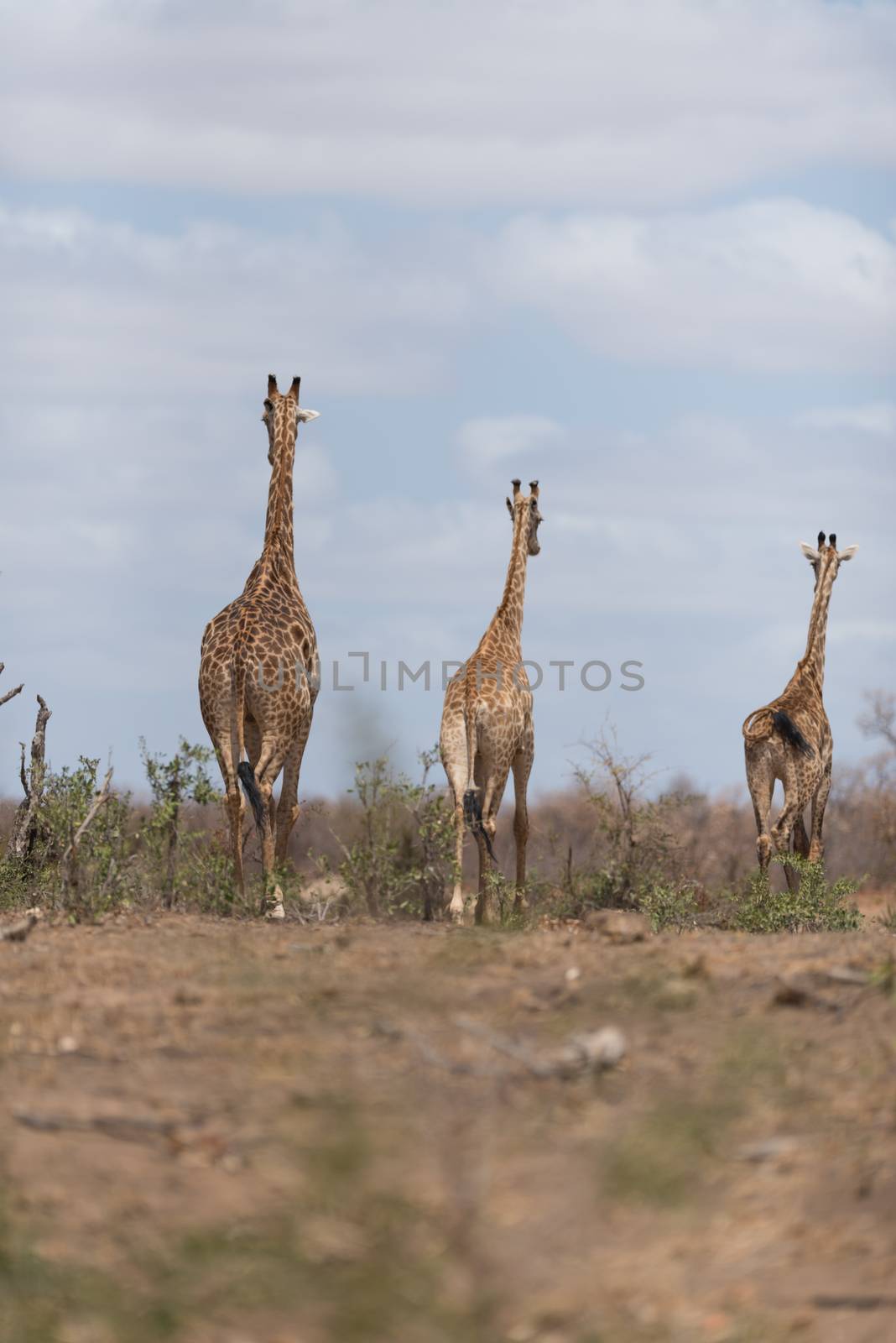 Giraffe in the wilderness of Africa