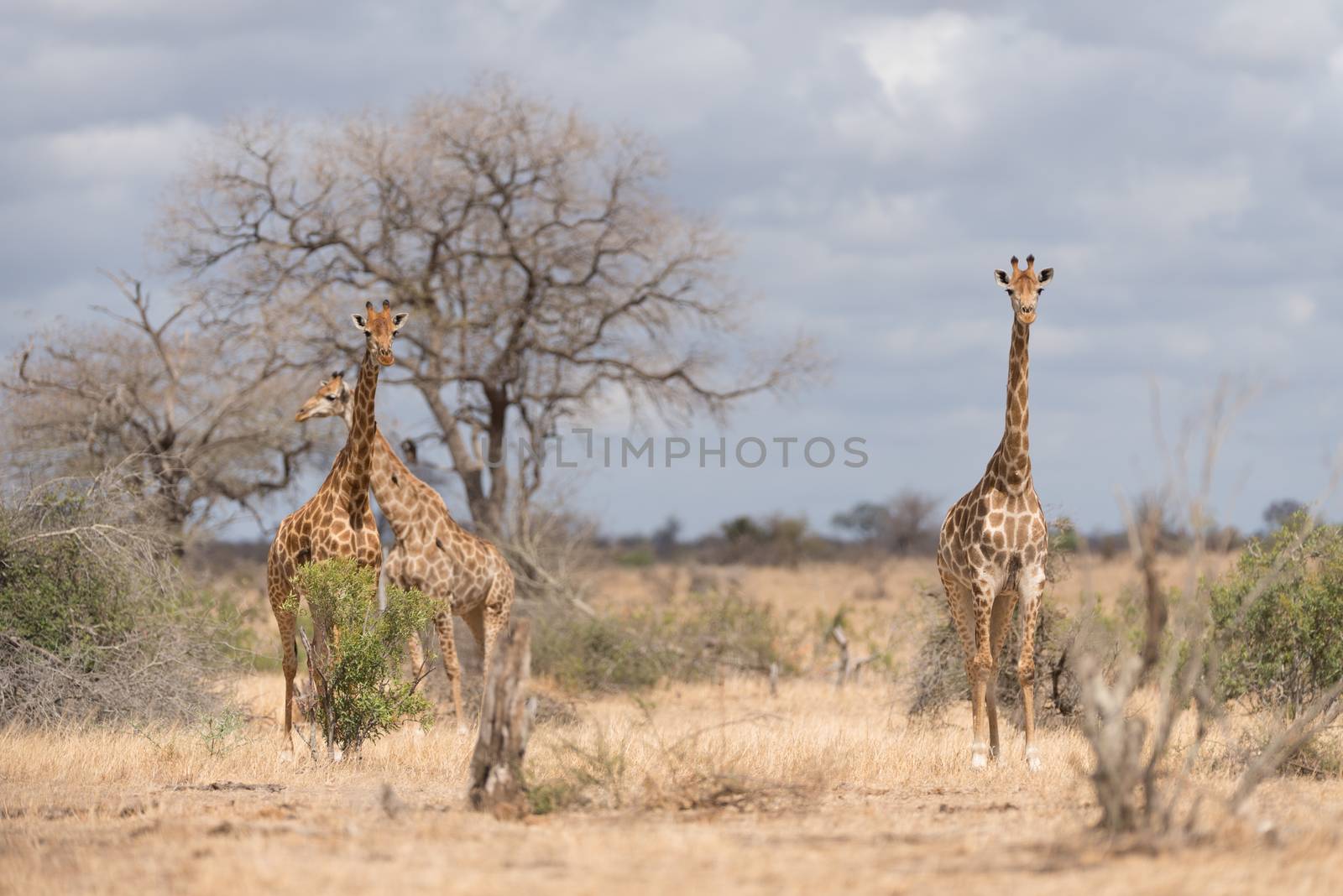 Giraffe in the wilderness by ozkanzozmen