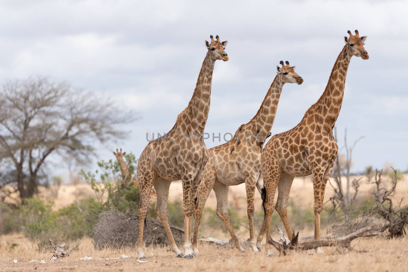 Giraffe in the wilderness of Africa