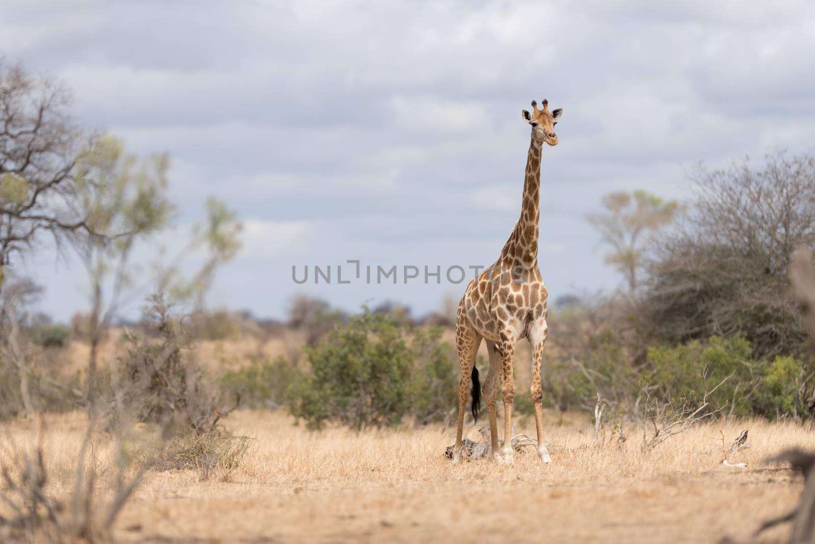 Giraffe in the wilderness of Africa