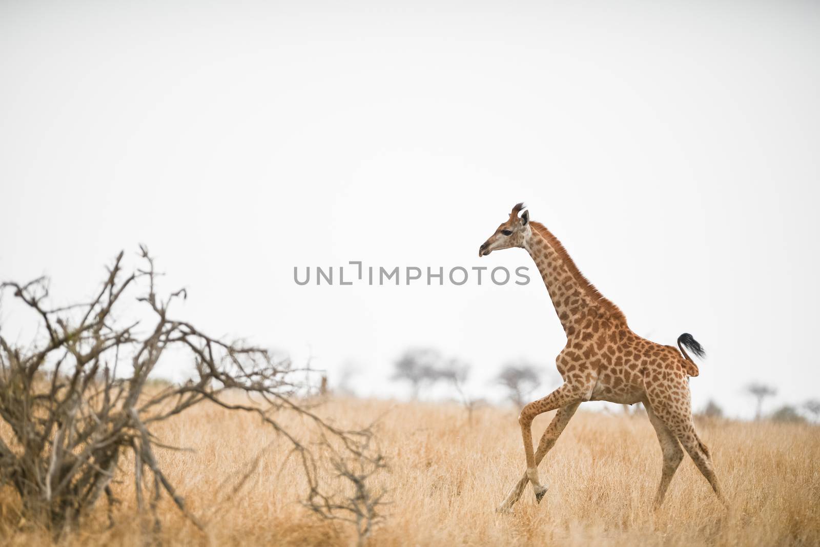 Giraffe in the wilderness of Africa