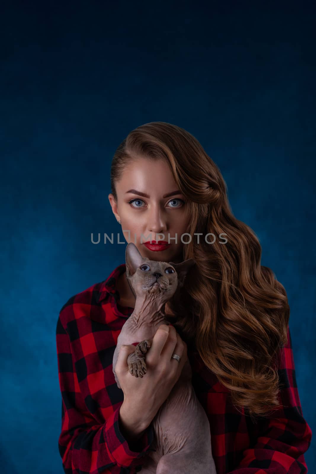 Fashion photo of pretty sexual girl with sphynx cat on hands. Sphynx cat with beautiful woman on  blue background.