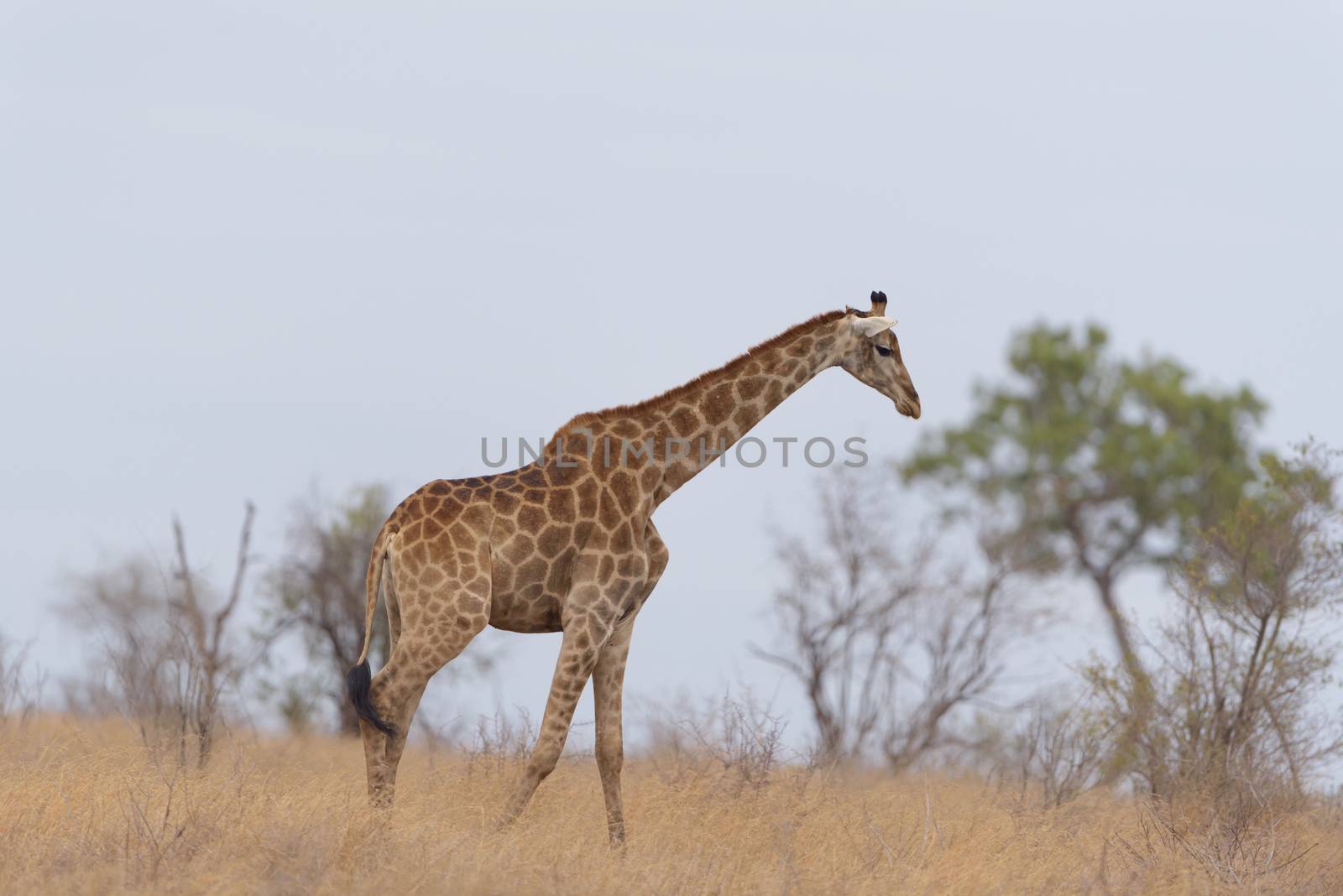 Giraffe in the wilderness of Africa