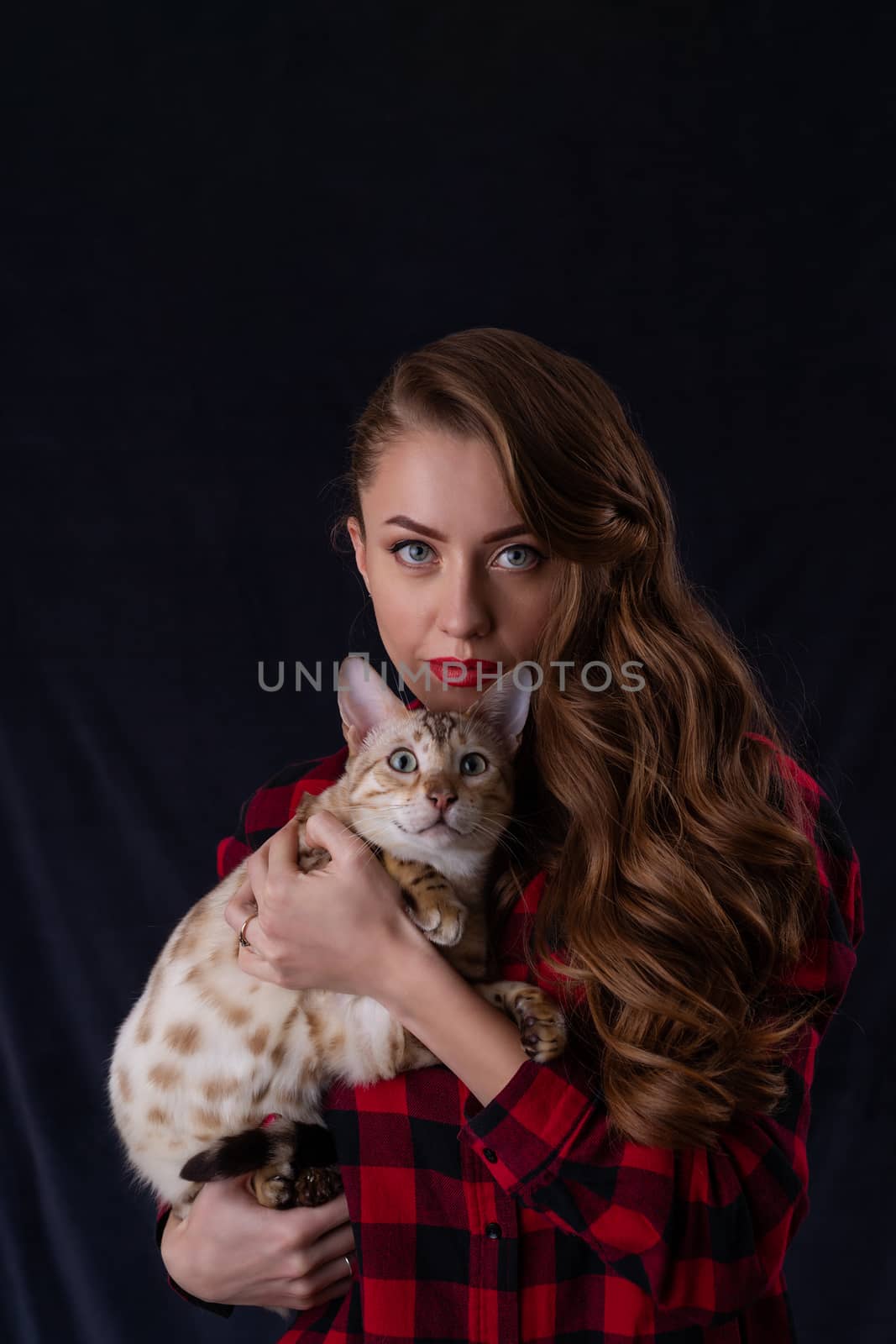 Fashion photo of pretty girl with white bengal cat on hands. Bengal cat with beautiful woman on  gray background.