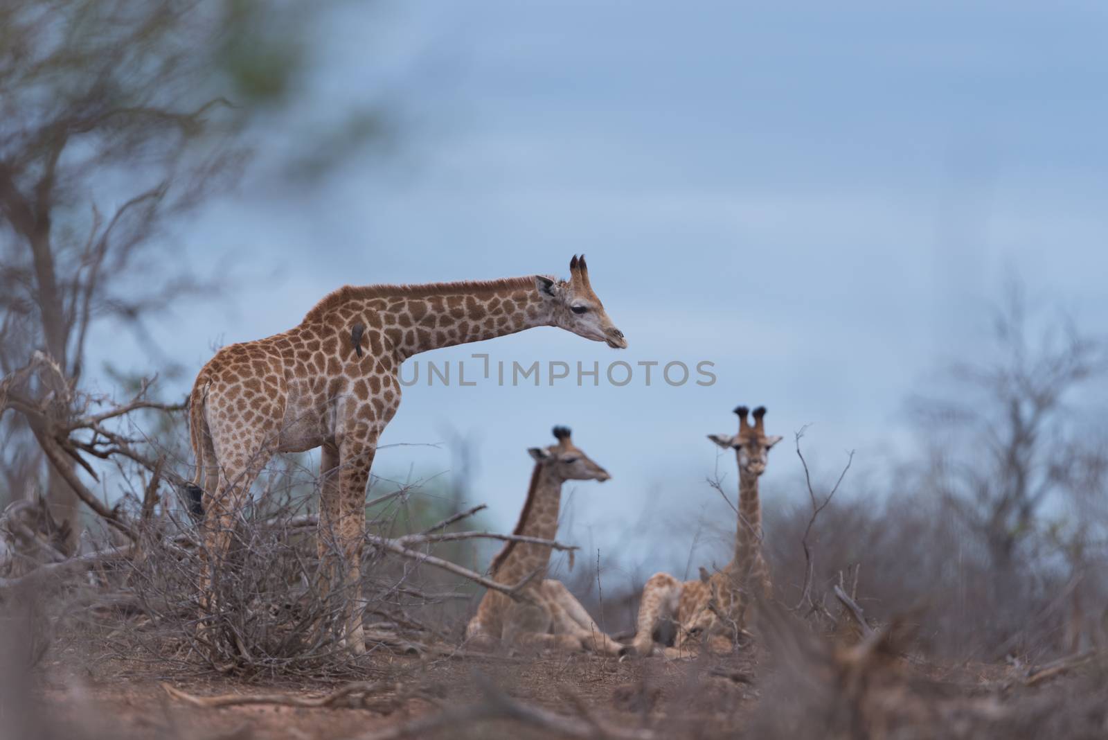 Giraffe in the wilderness of Africa