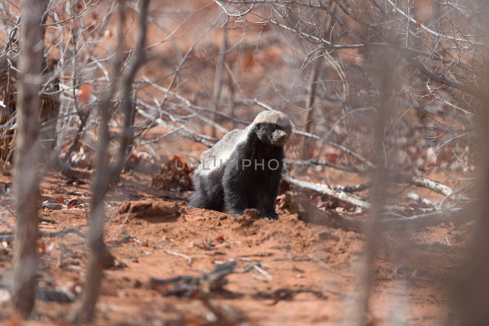 Honey badger in the wilderness of Africa