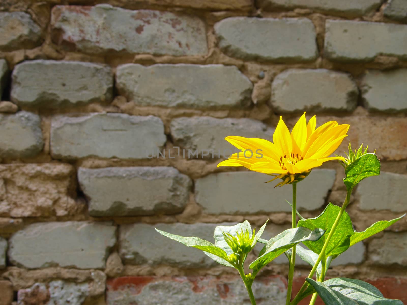 False Sunflower with old brick wall. by GraffiTimi