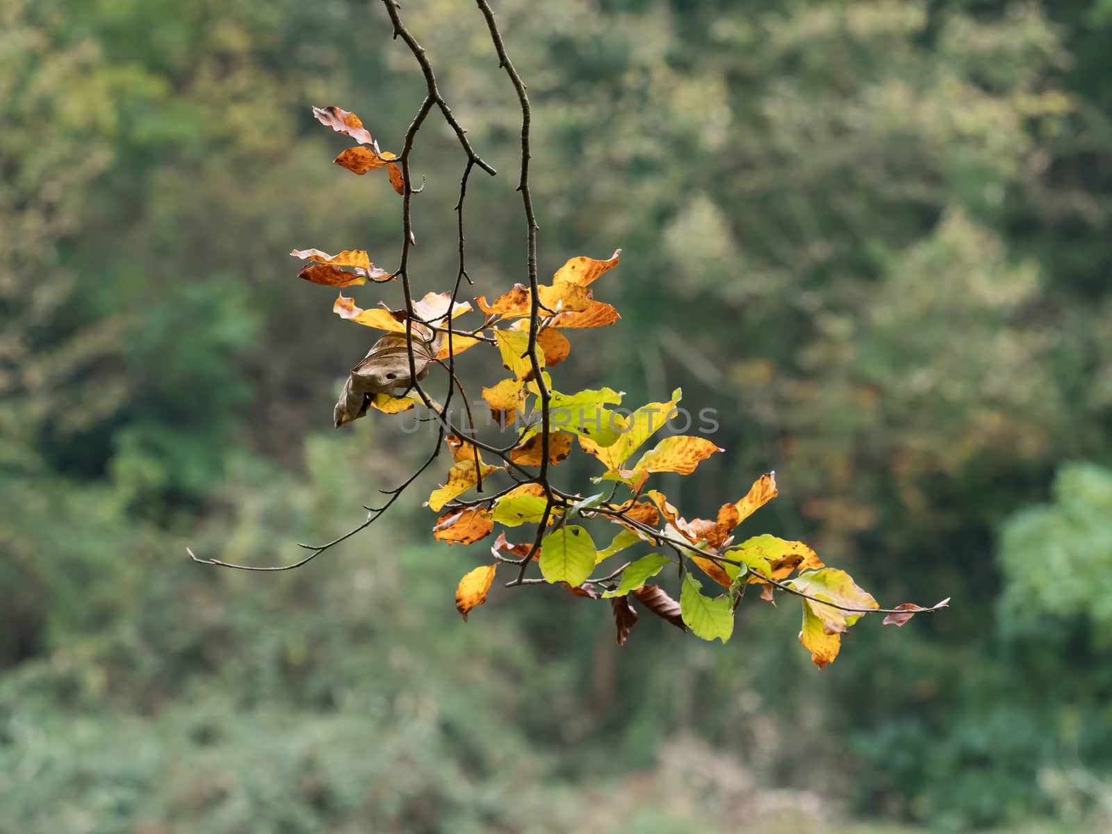 Beech Leaves on tree branch in Autumn.