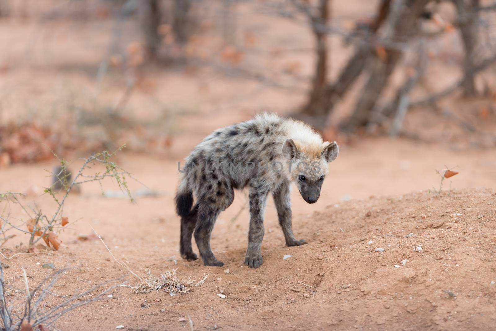 Hyena puppy in the wilderness of Africa