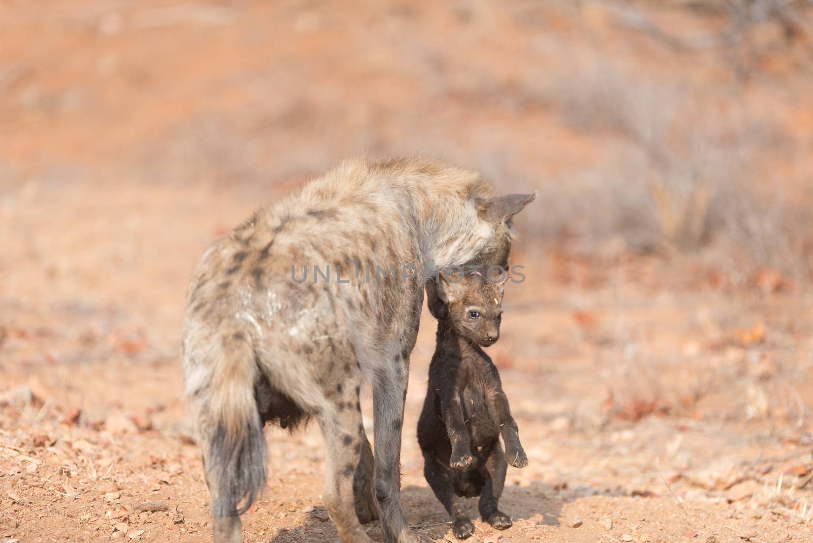 Hyena puppy in the wilderness of Africa