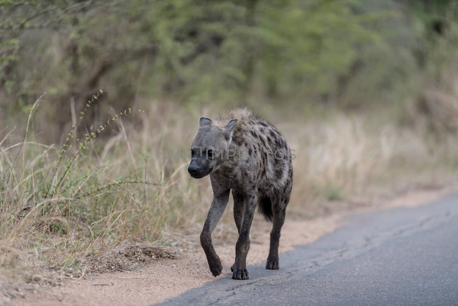 Hyena in the wilderness of Africa