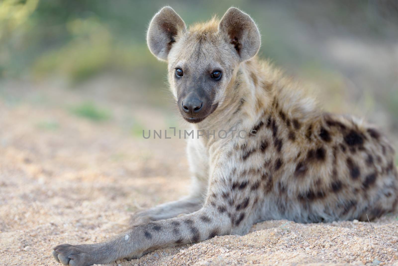 Hyena puppy in the wilderness of Africa