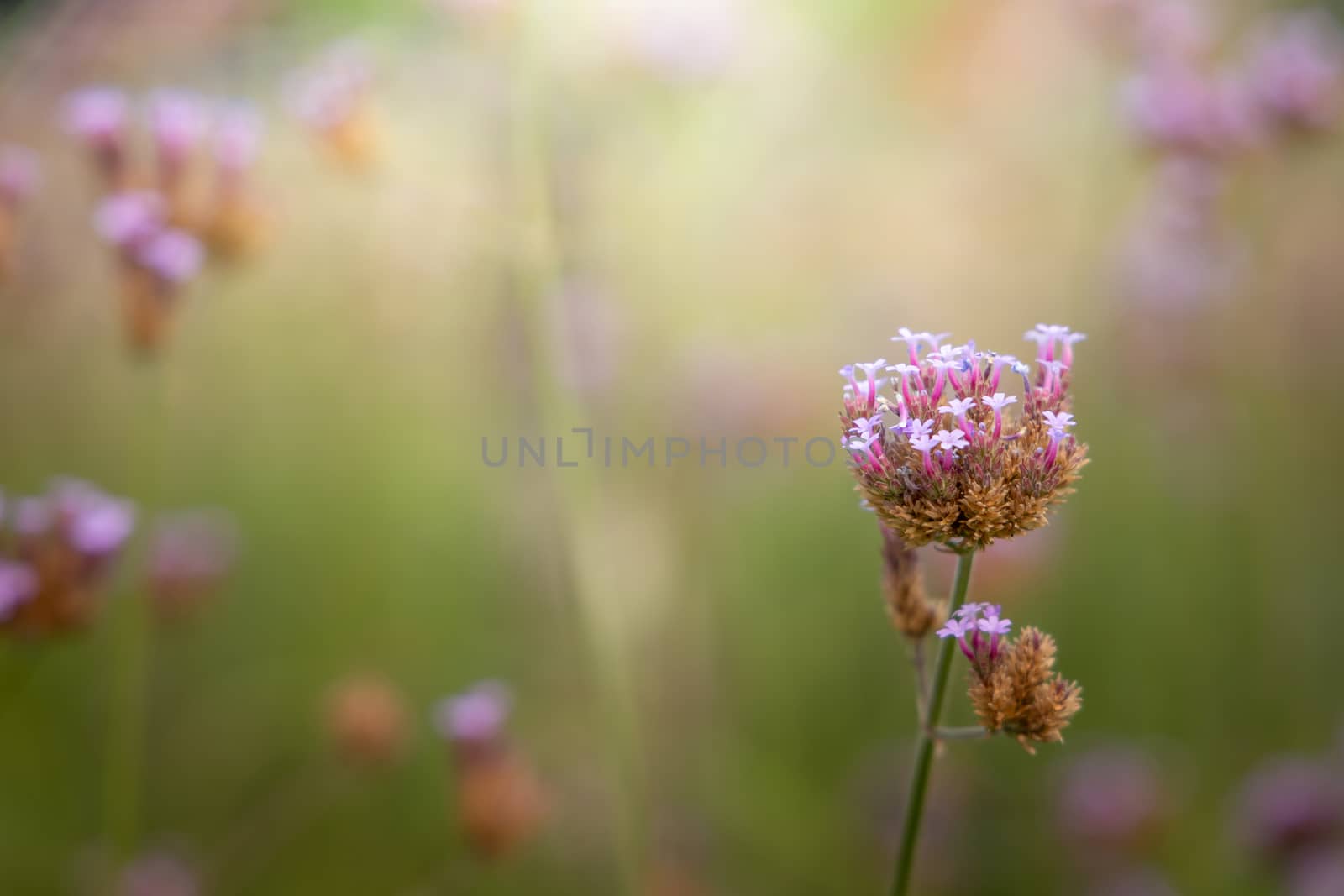 The background image of the colorful flowers, background nature