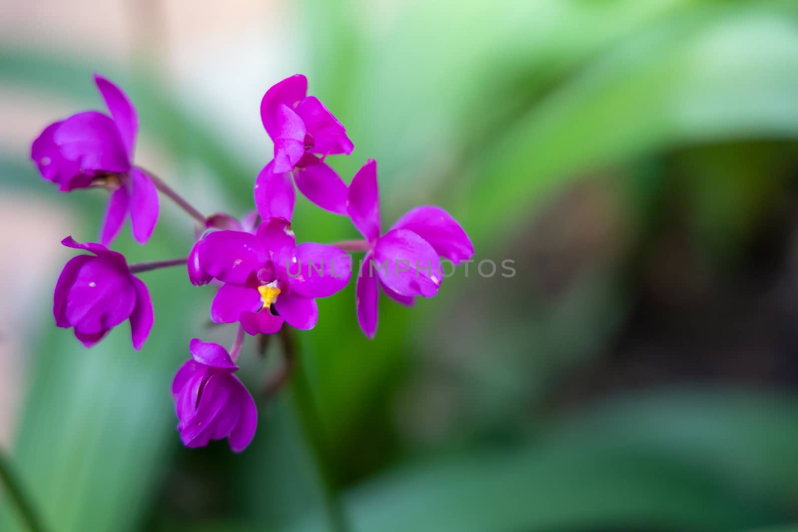 Beautiful blooming orchids in forest, On the bright sunshine