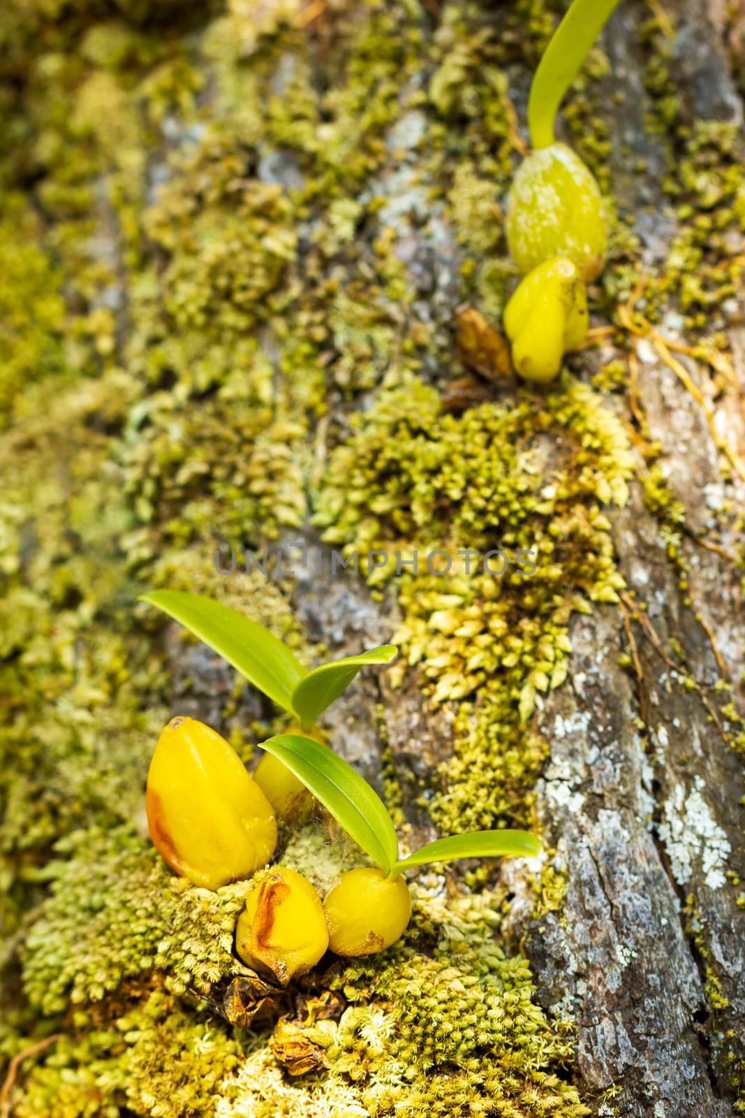 Orchid and moss on the tree in tropical forest. by SaitanSainam