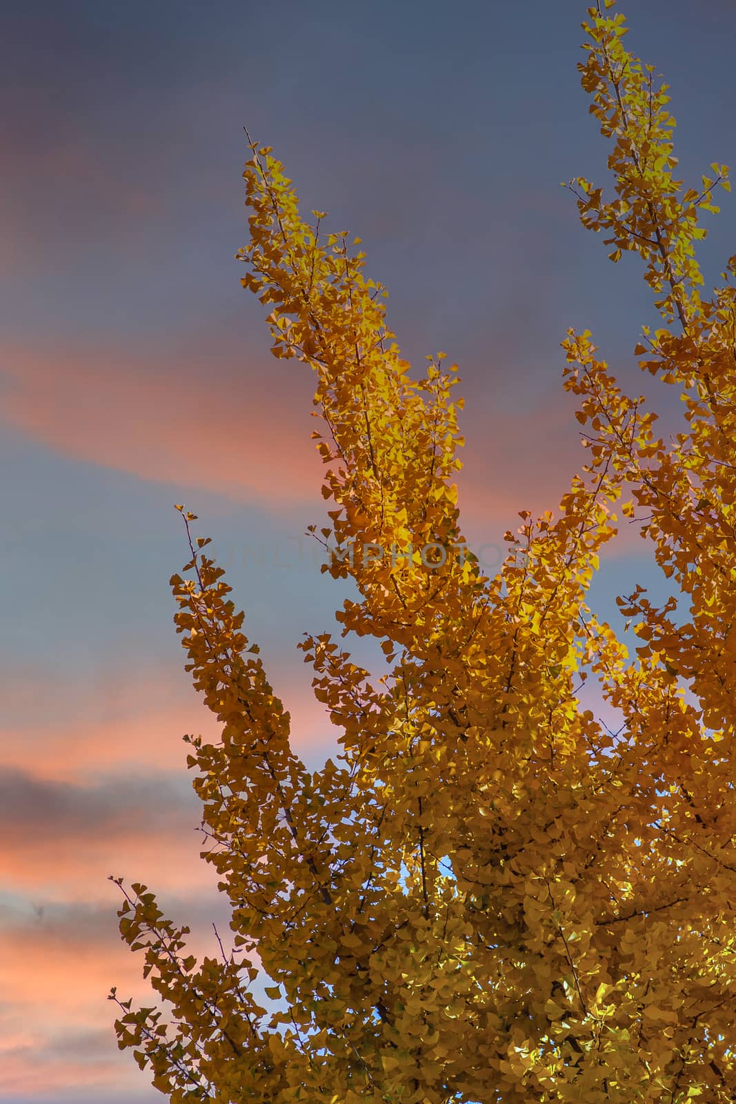 A golden linden tree with yellow leaves under blue autumn sky