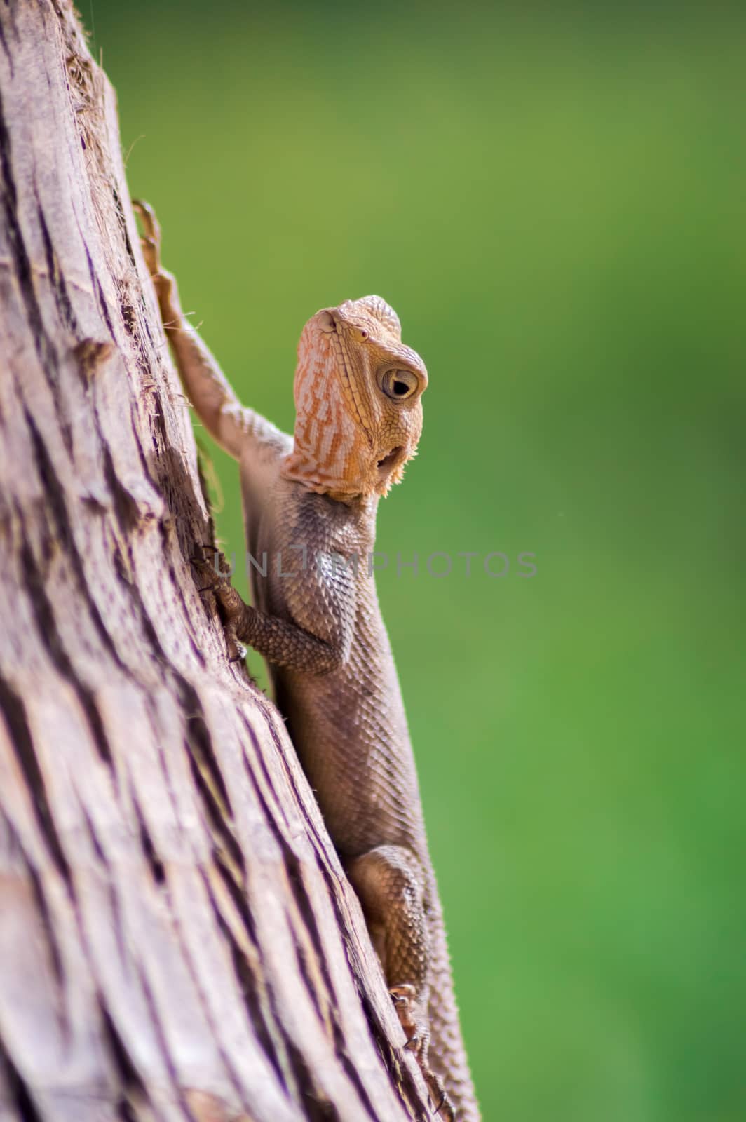 Lizard on a beach in Gambia, Agama Lizard  by Philou1000