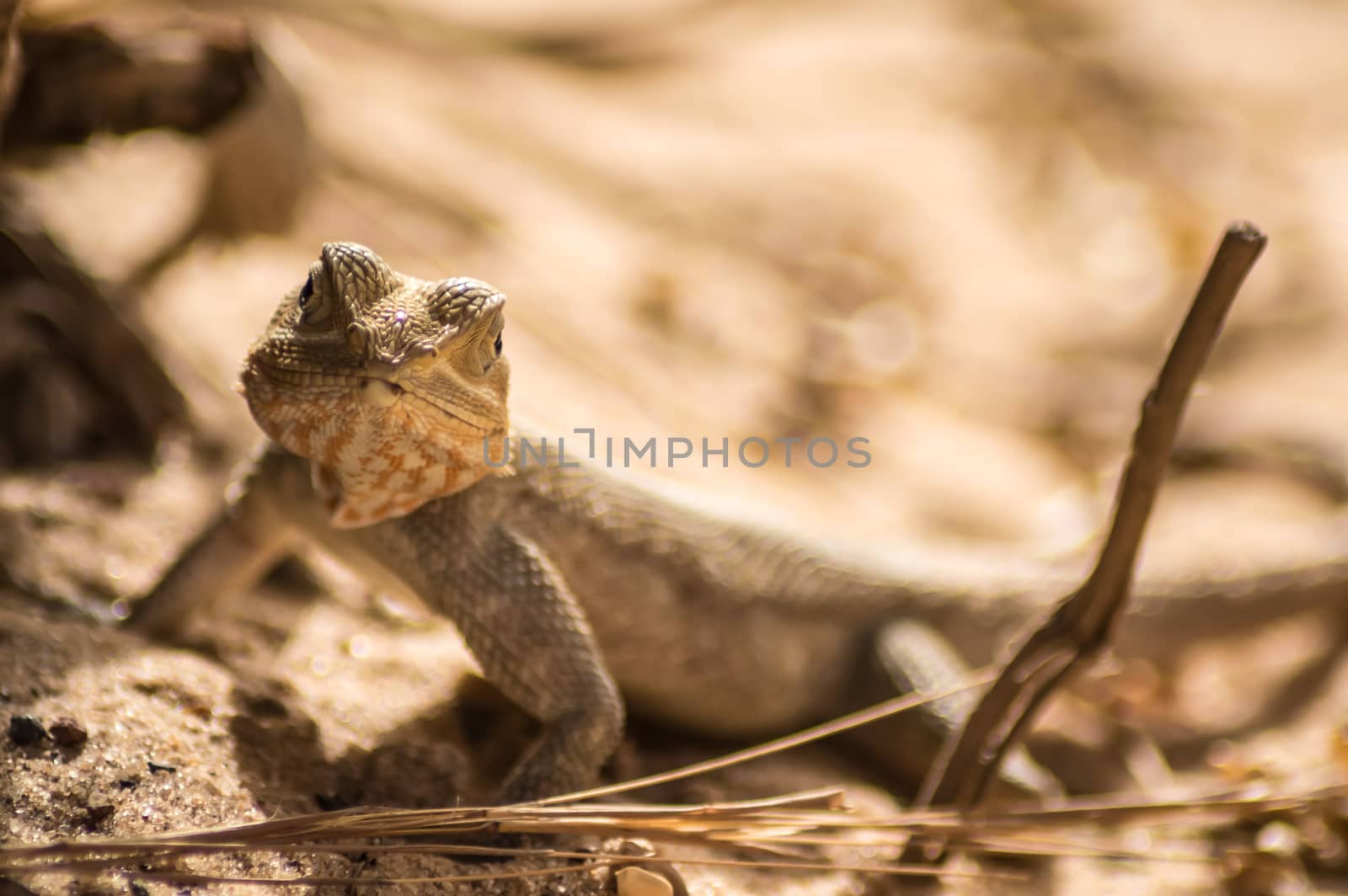 Lizard on a beach in Gambia, Agama Lizard (Agama Agama)