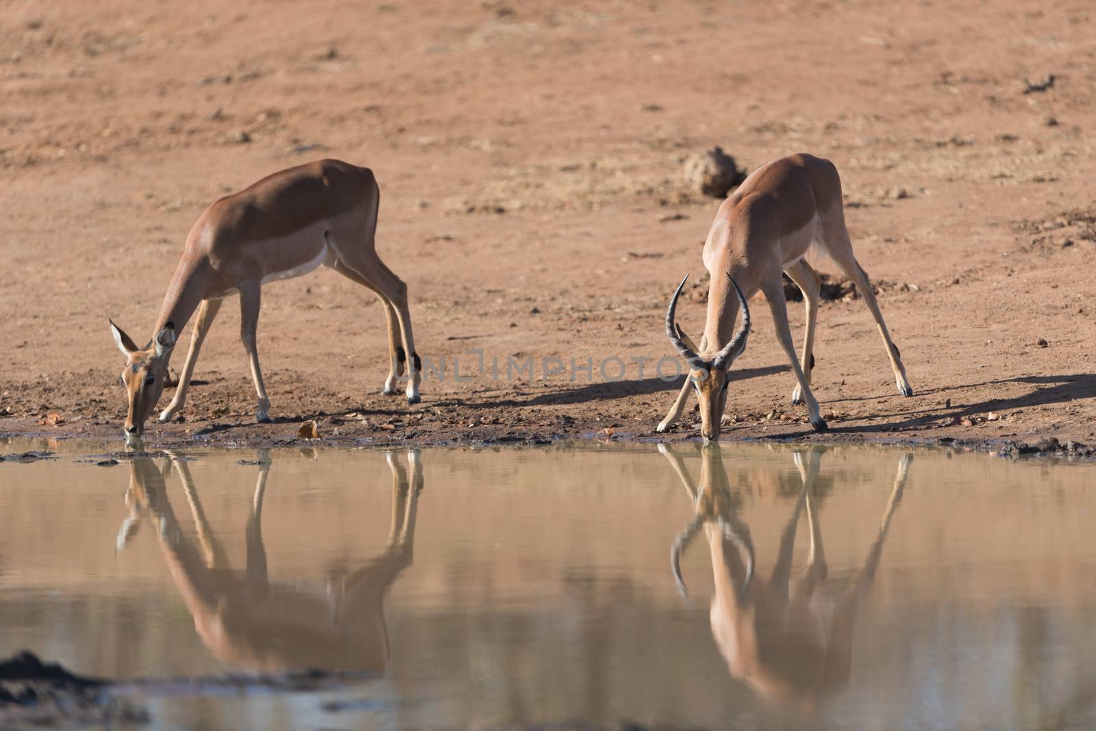 Impala antelope drinking water in the wilderness of Africa