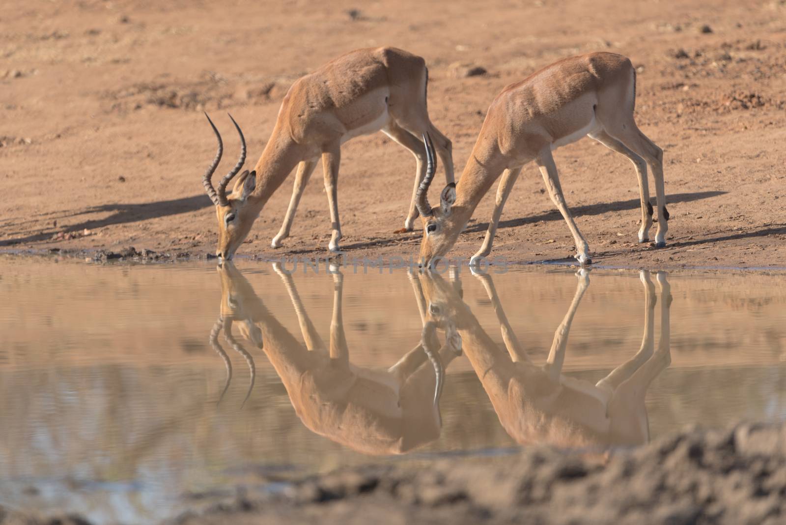 Impala antelope drinking water in the wilderness of Africa