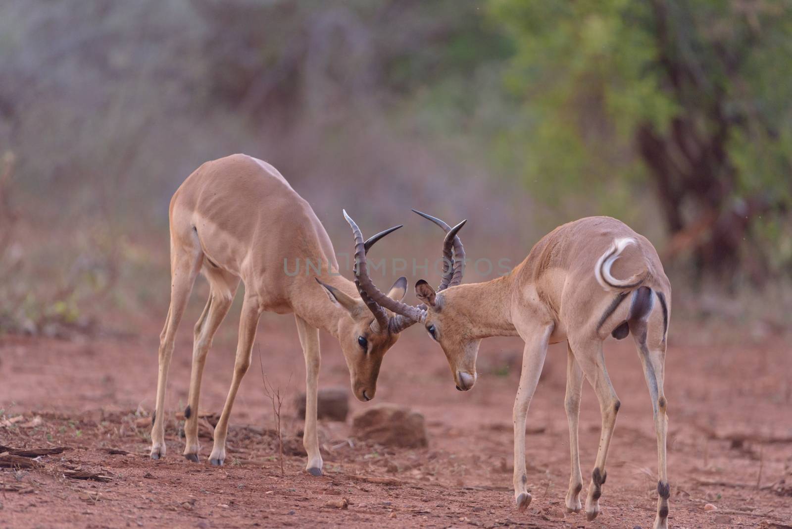 Impala antelopes fighting in the wilderness of Africa