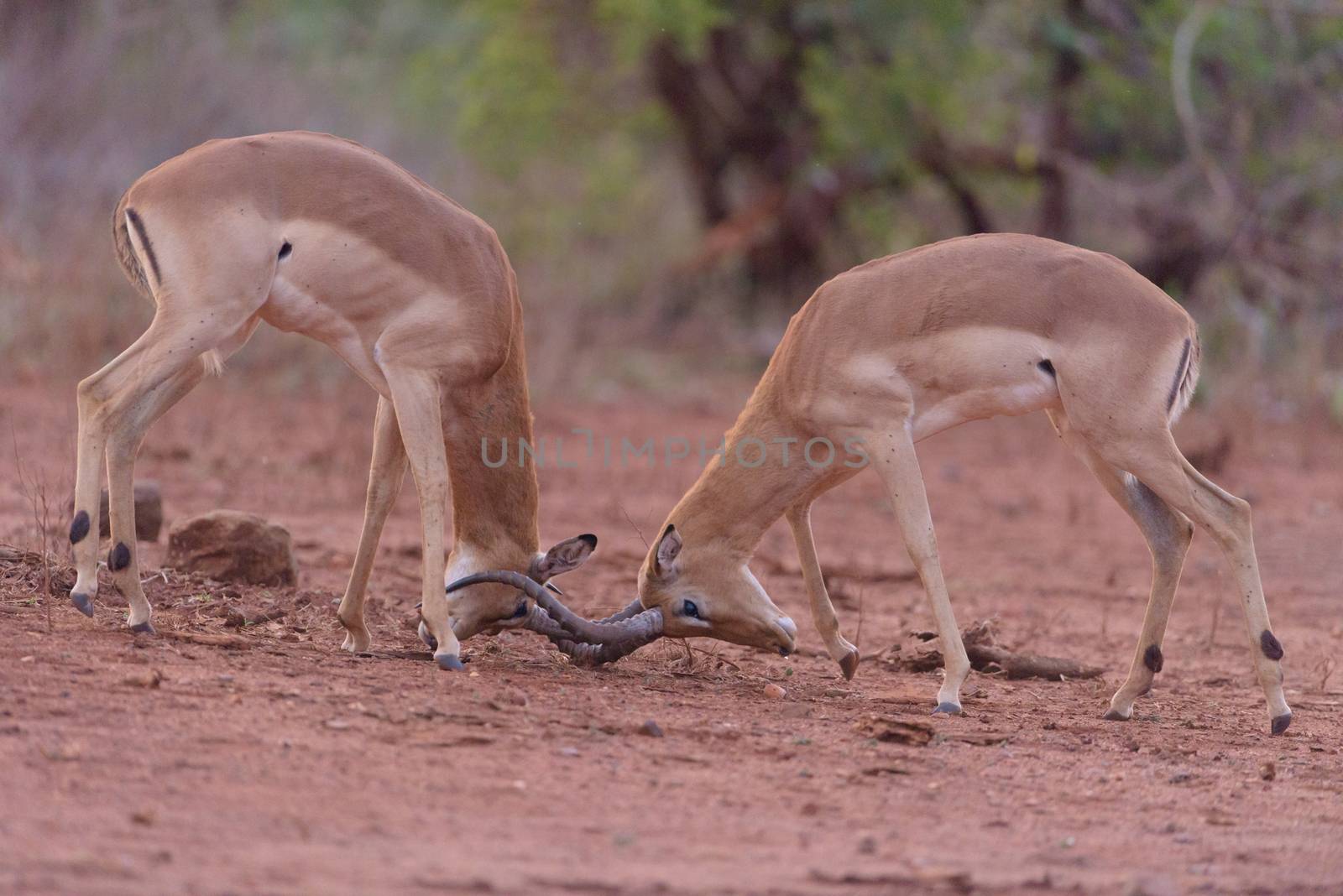 Impala antelopes fighting in the wilderness of Africa