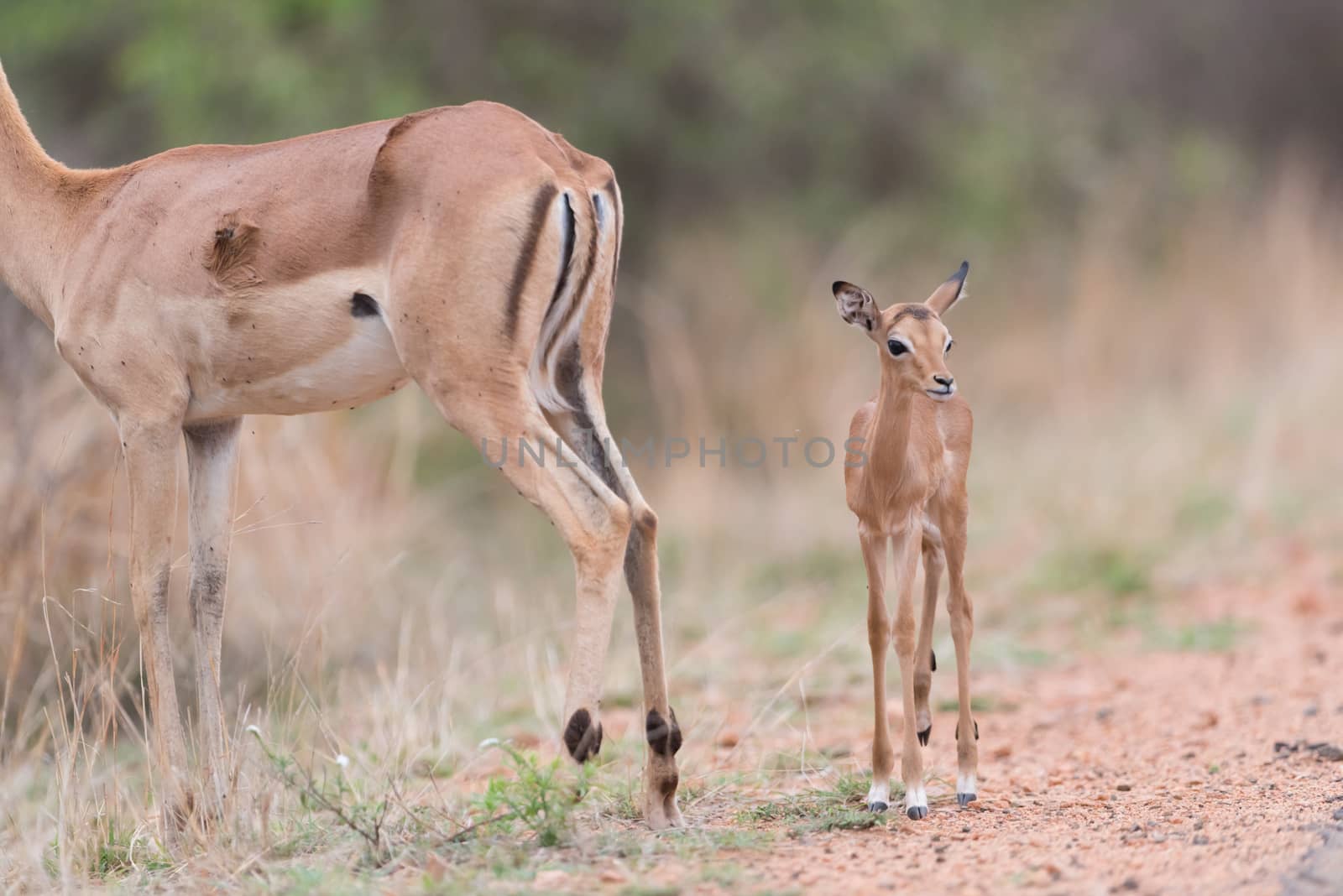 Impala antelope in the wilderness of Africa