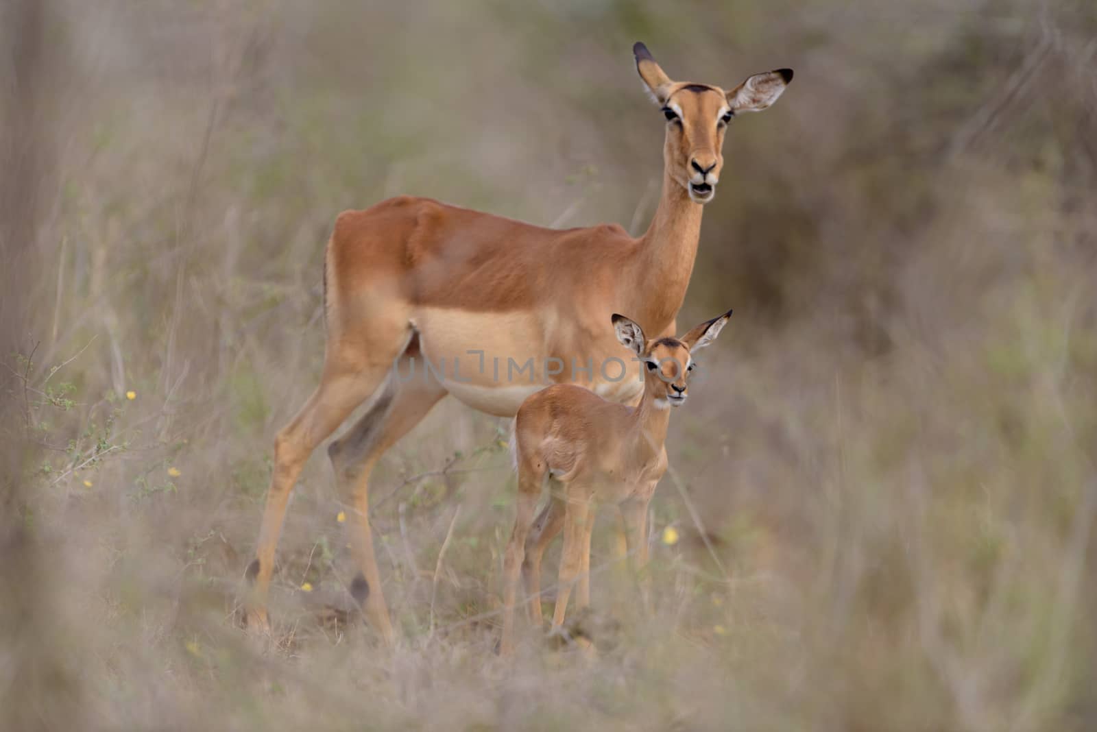 Impala calf, baby impala antelope in the wilderness of Africa