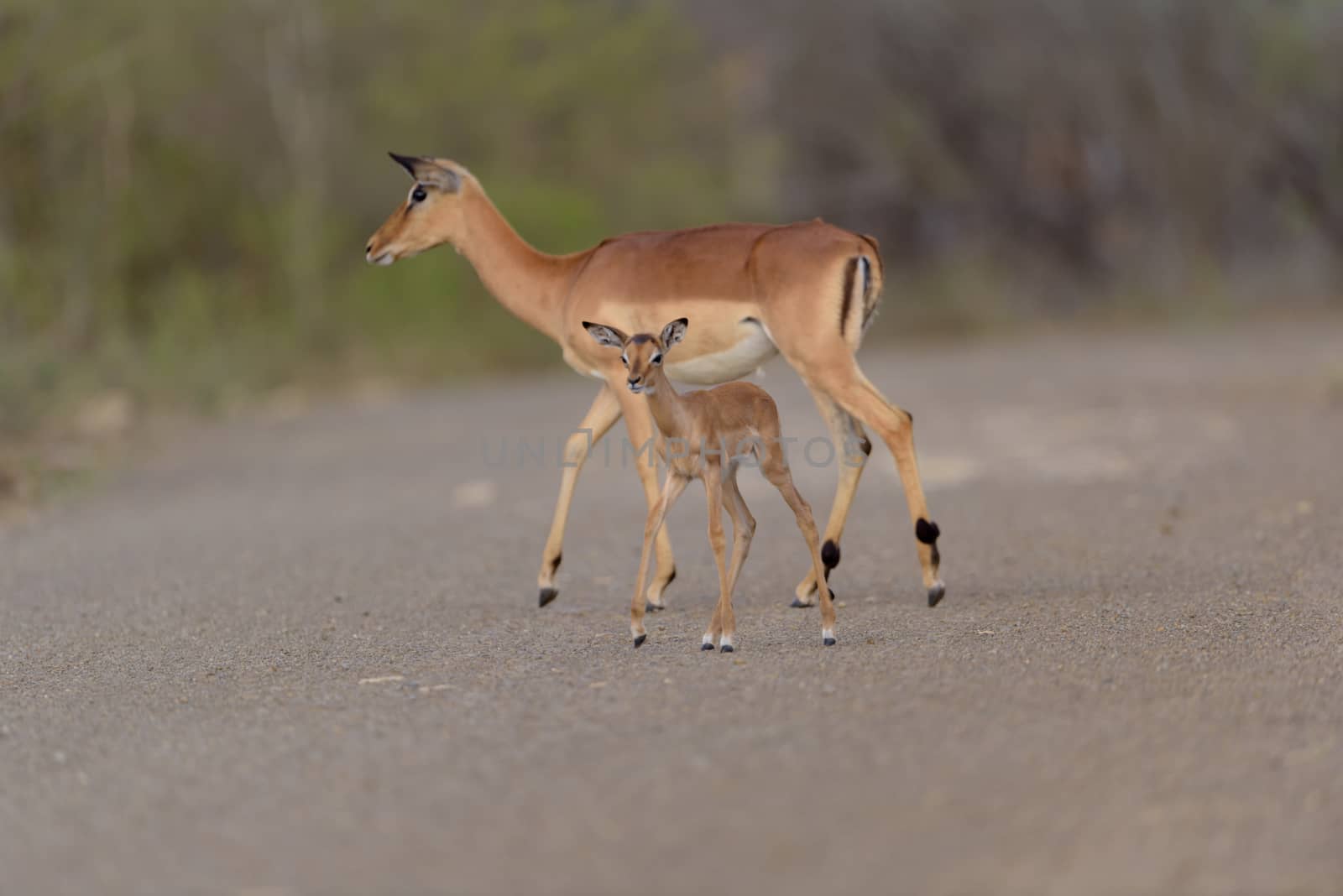 Impala antelope in the wilderness of Africa