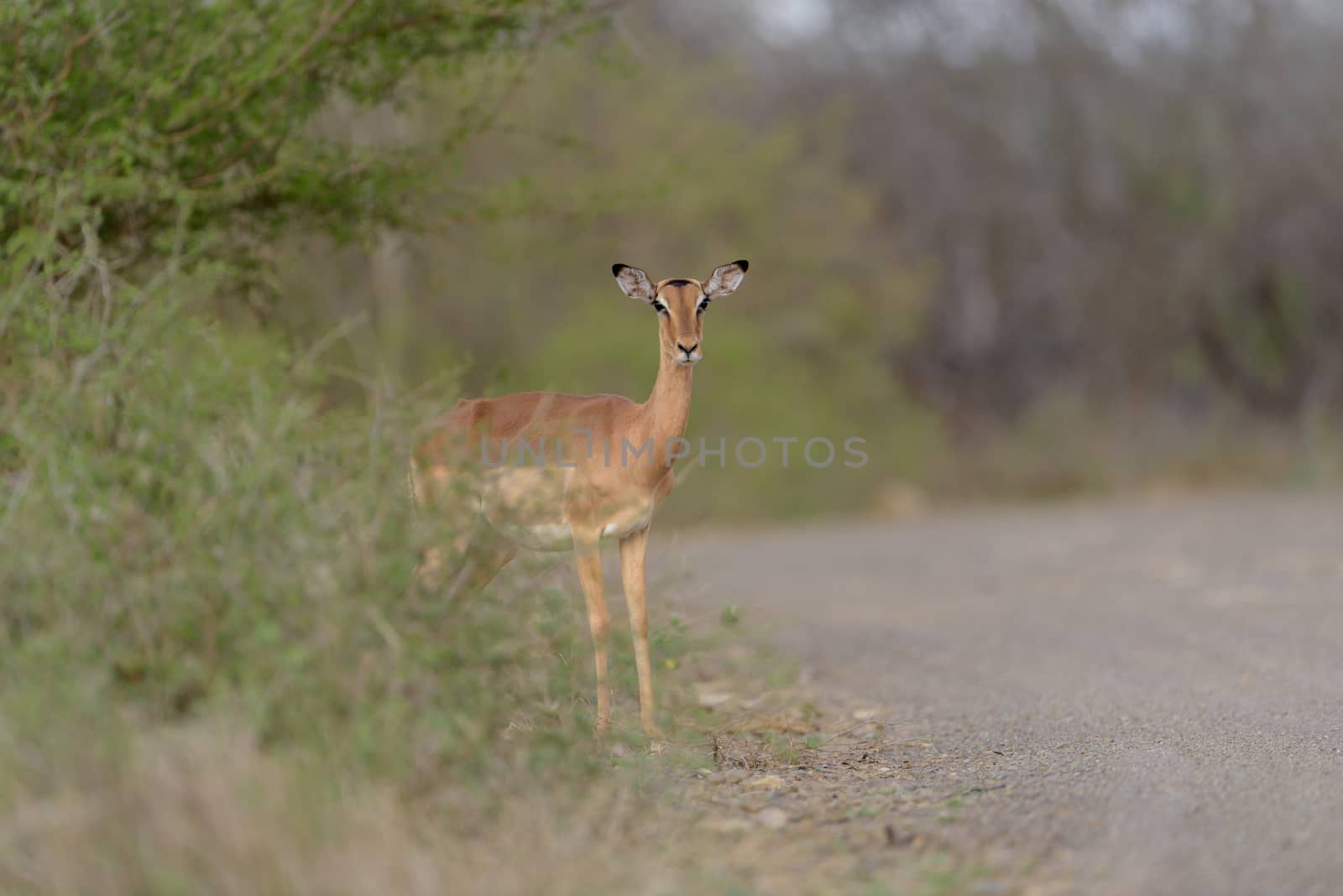 Impala calf, baby impala antelope in the wilderness of Africa