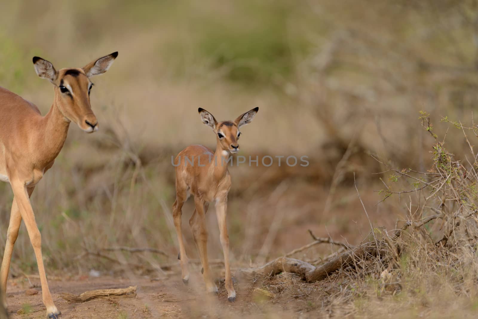Impala calf, baby impala antelope in the wilderness of Africa